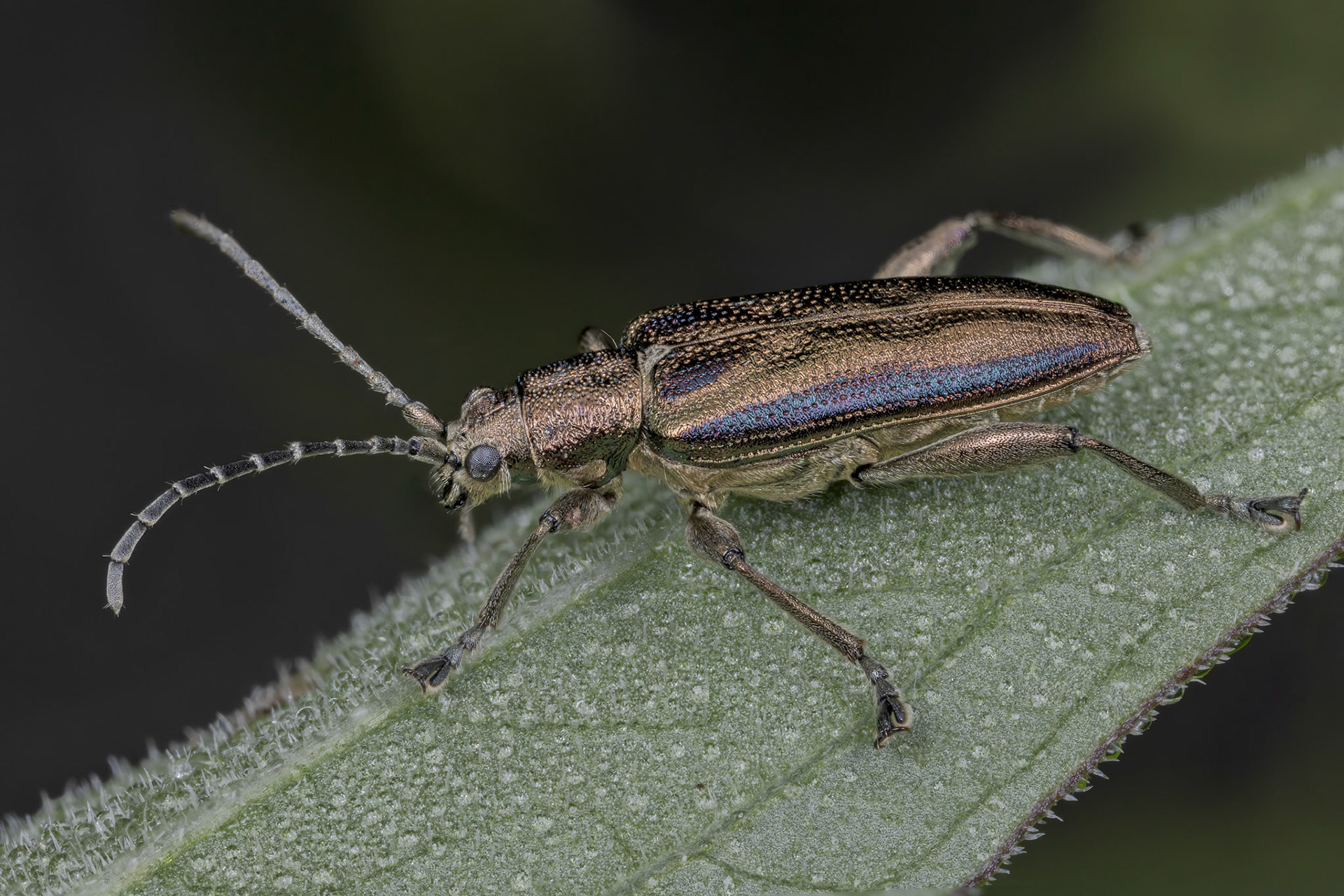 Leaf Beetle (Donacia vulgaris)