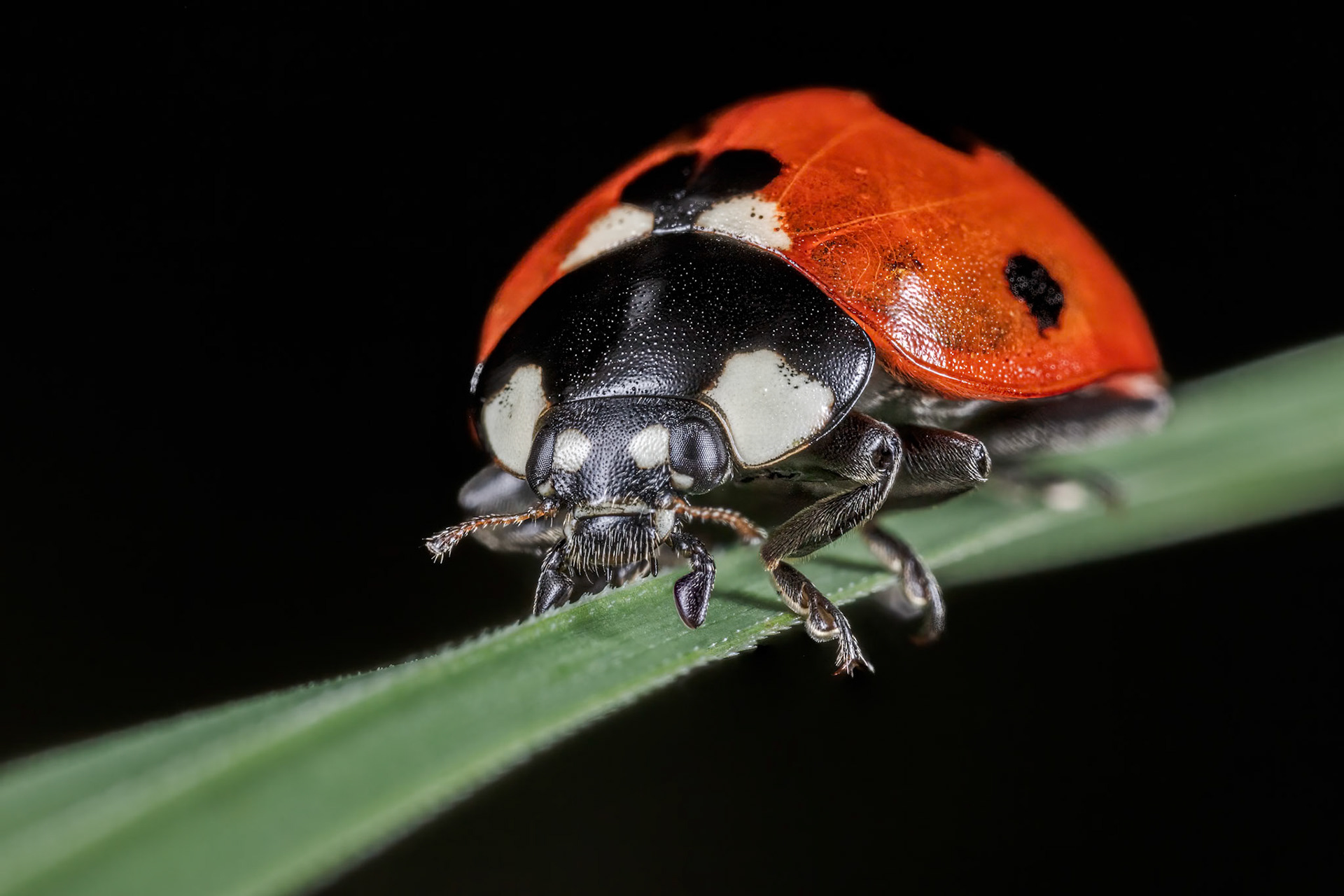 Seven Spotted Ladybird (Coccinella septempunctata)