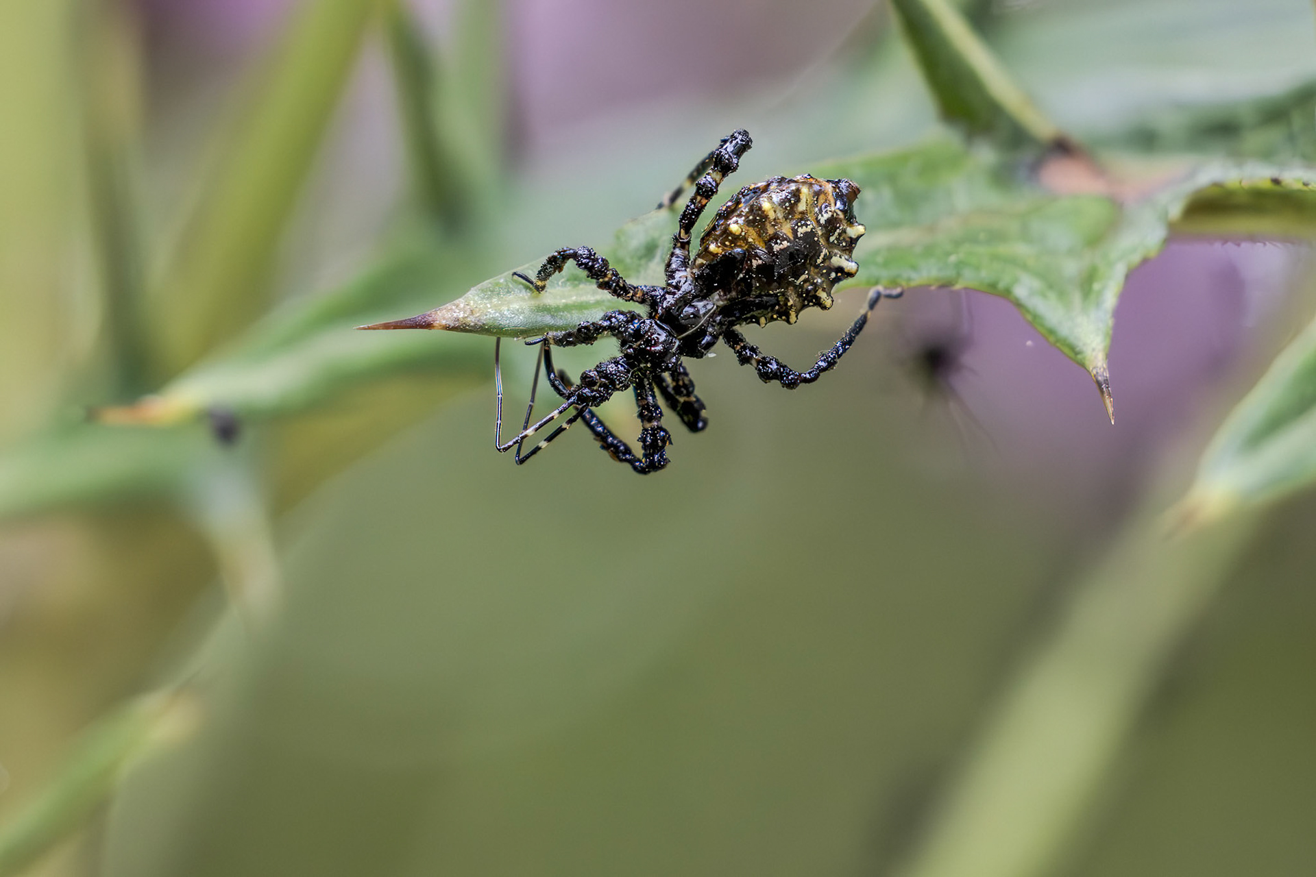 Assassin Bug (Harpactorinae)