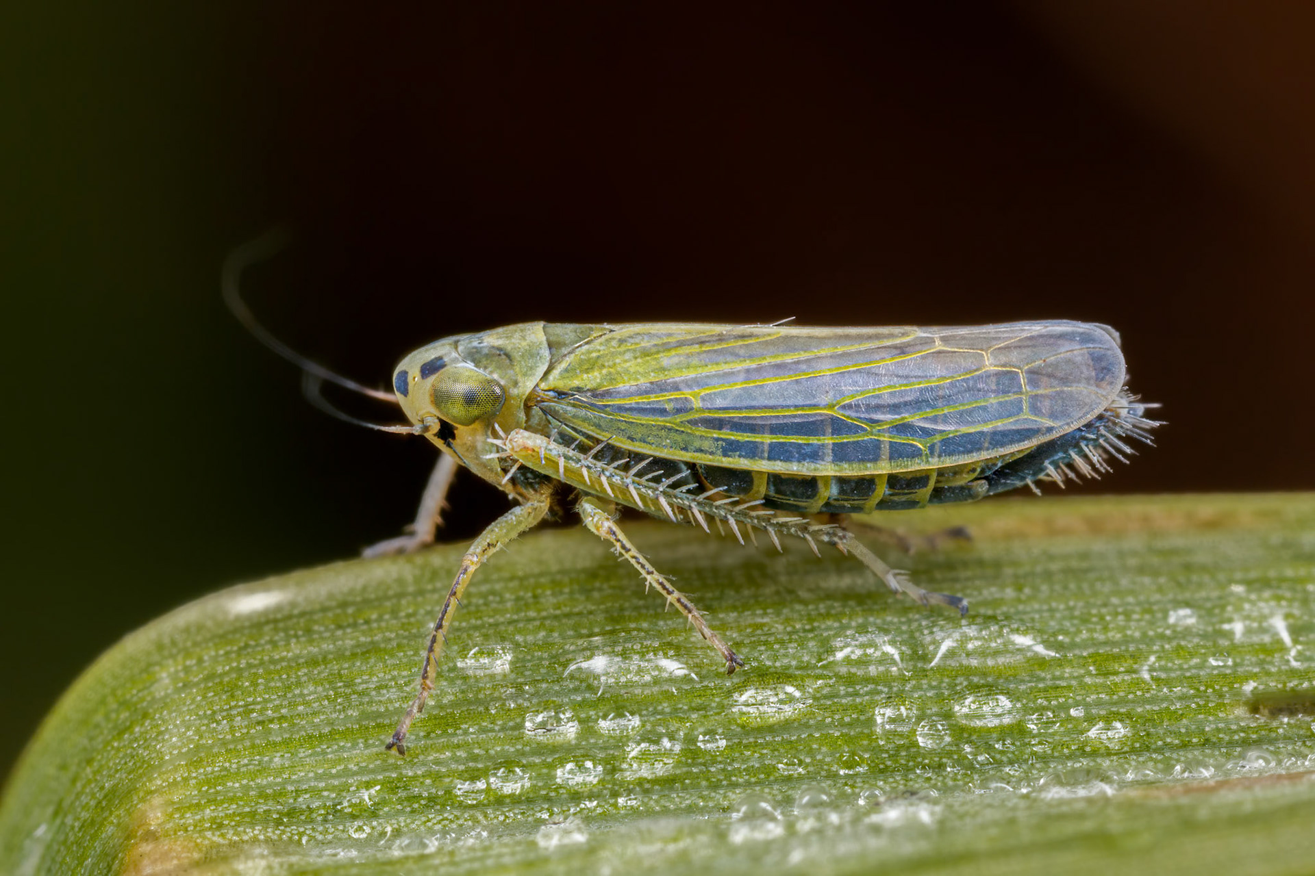 Leafhopper (Cicadula persimilis)