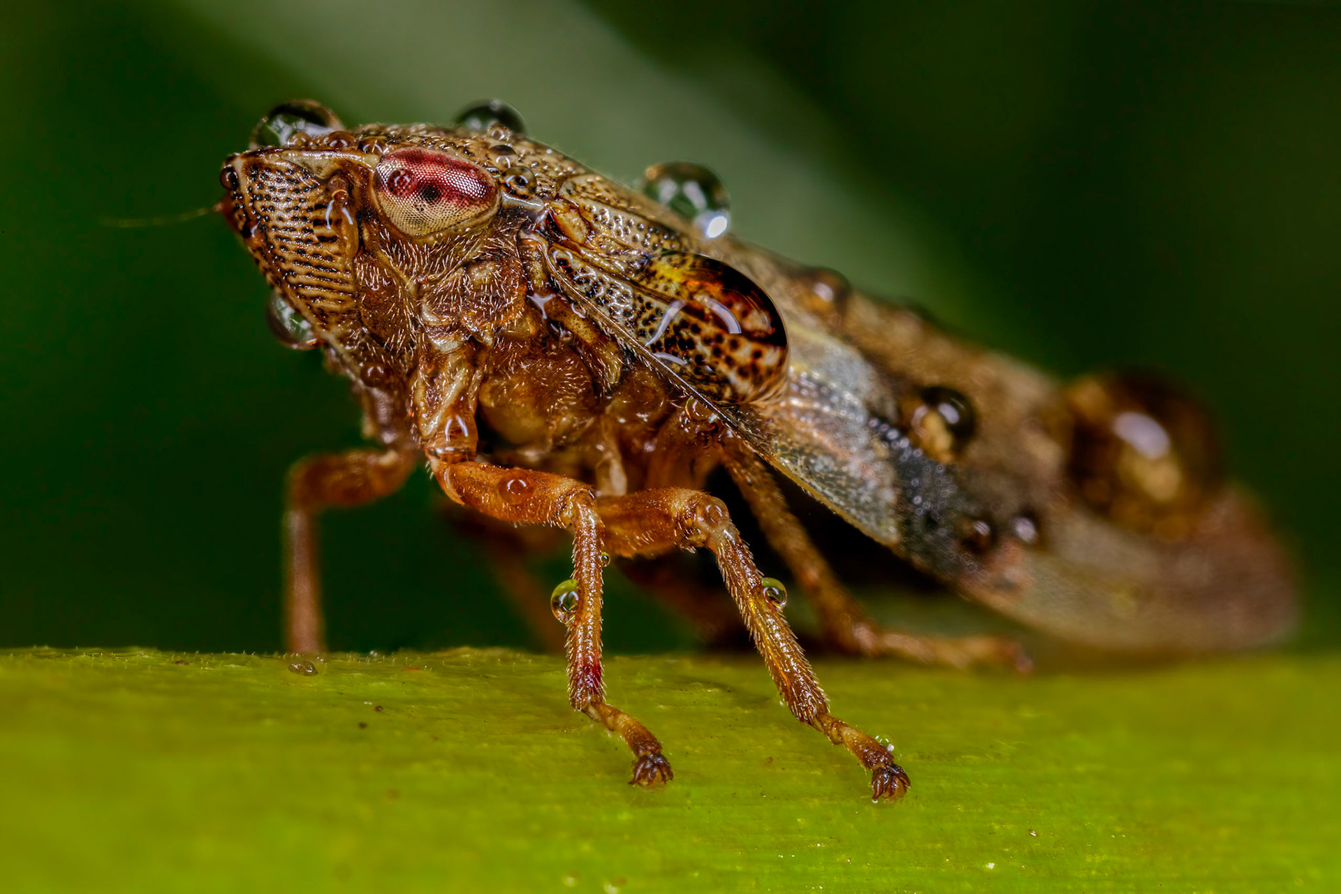 Alder Spittlebug (Aphrophora alni)