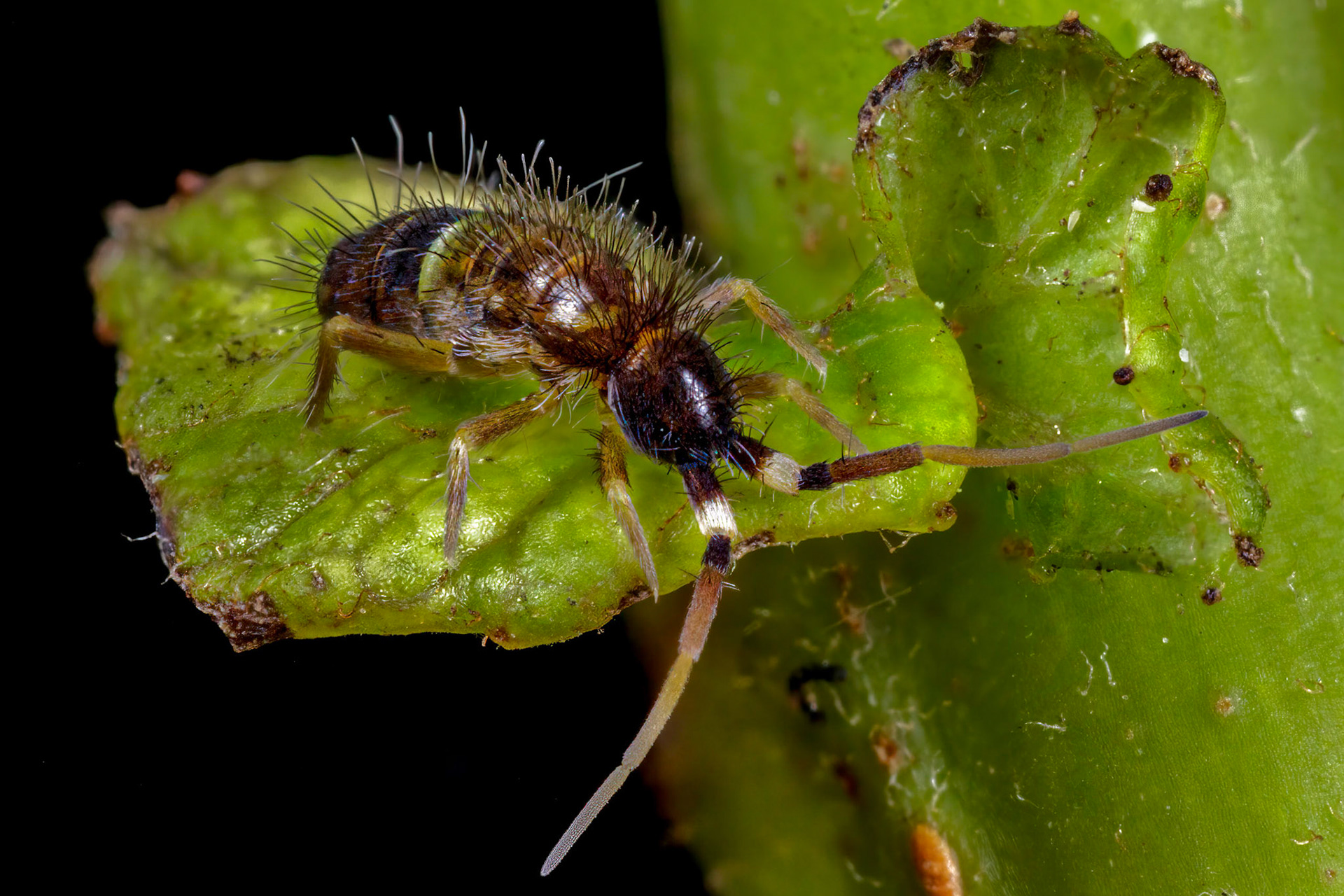 Springtail (Orchesella cincta)