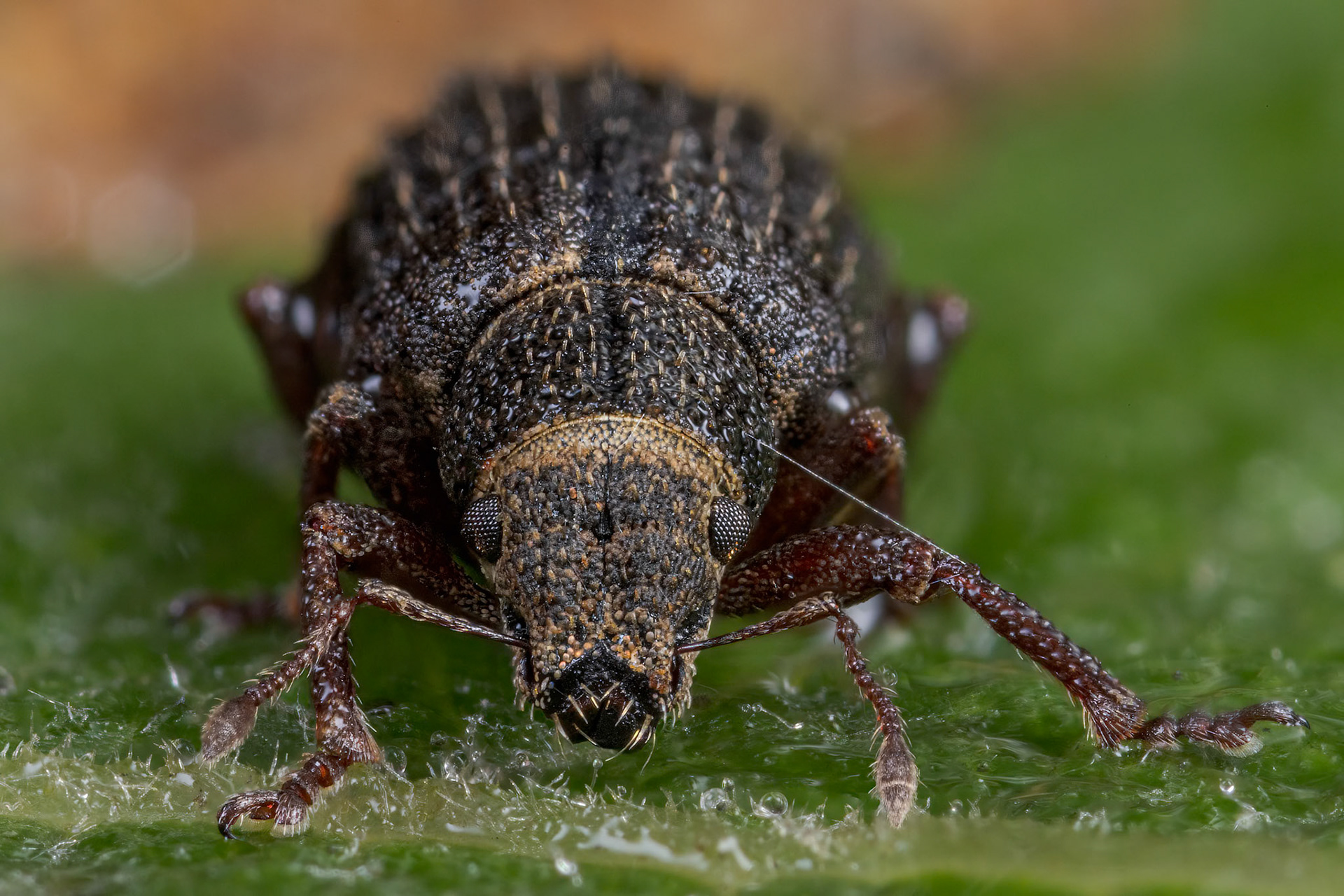 Nut Leaf Weevil (Strophosoma melanogrammum)