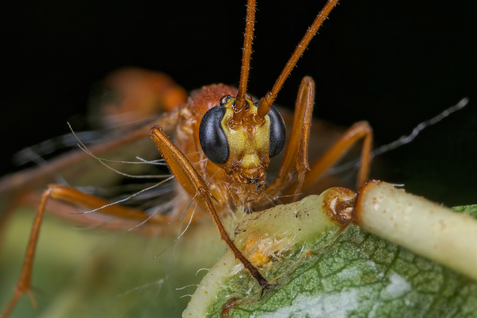 Ichneumon Parasitoid Wasp (Enicospilus ramidulus)