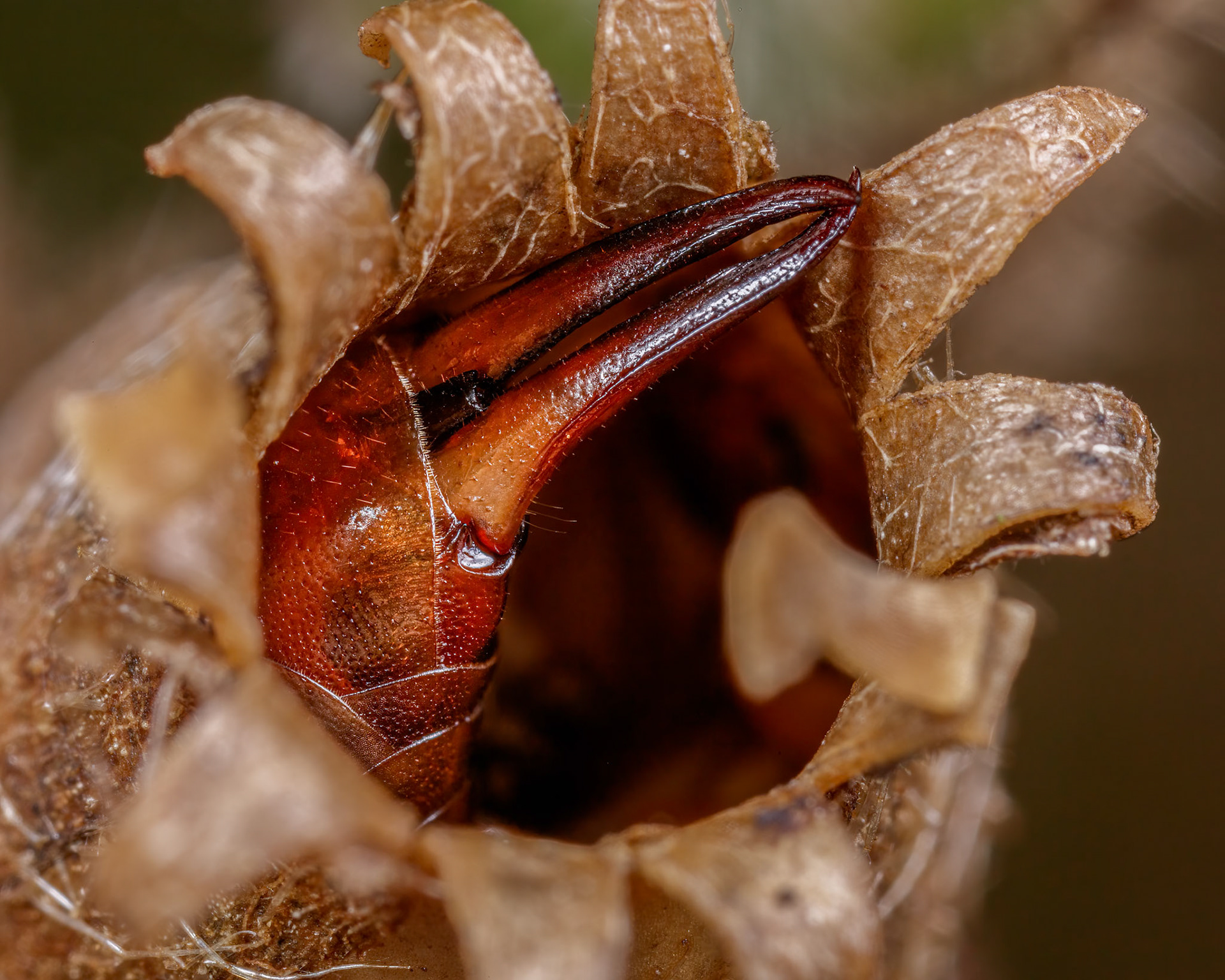 Common Earwig (female) (Forficula auricularia)