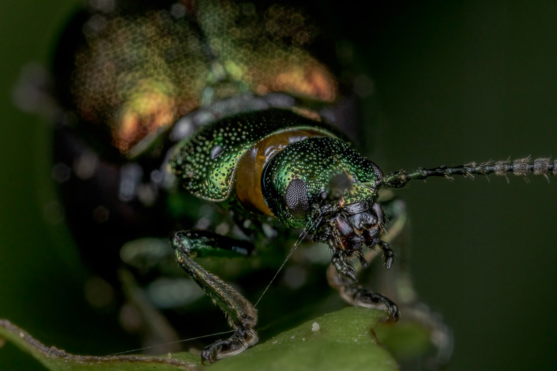 Green Dock Beetle (Gastrophysa viridula)