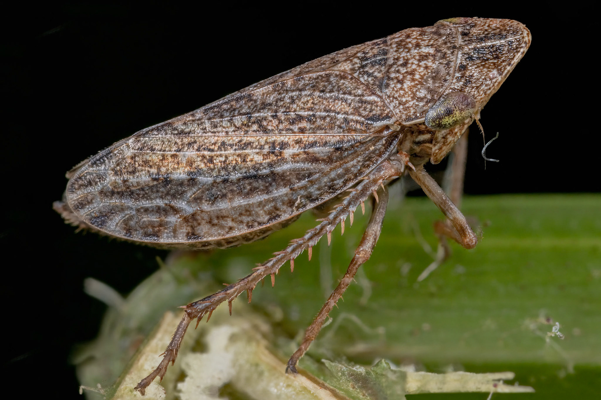 Leafhopper (Aphrodes)