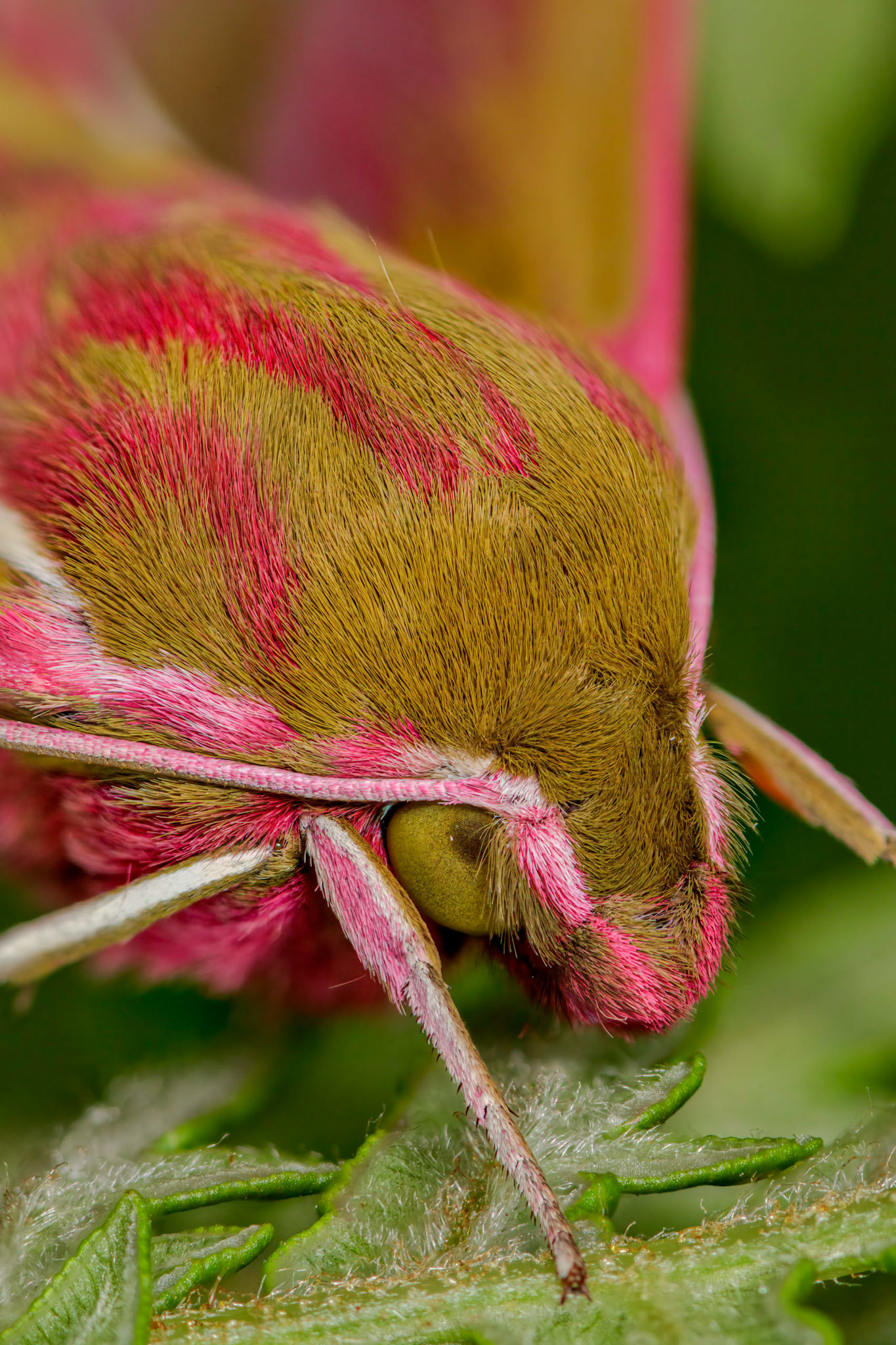 Elephant Hawk-moth (Deilephila elpenor)