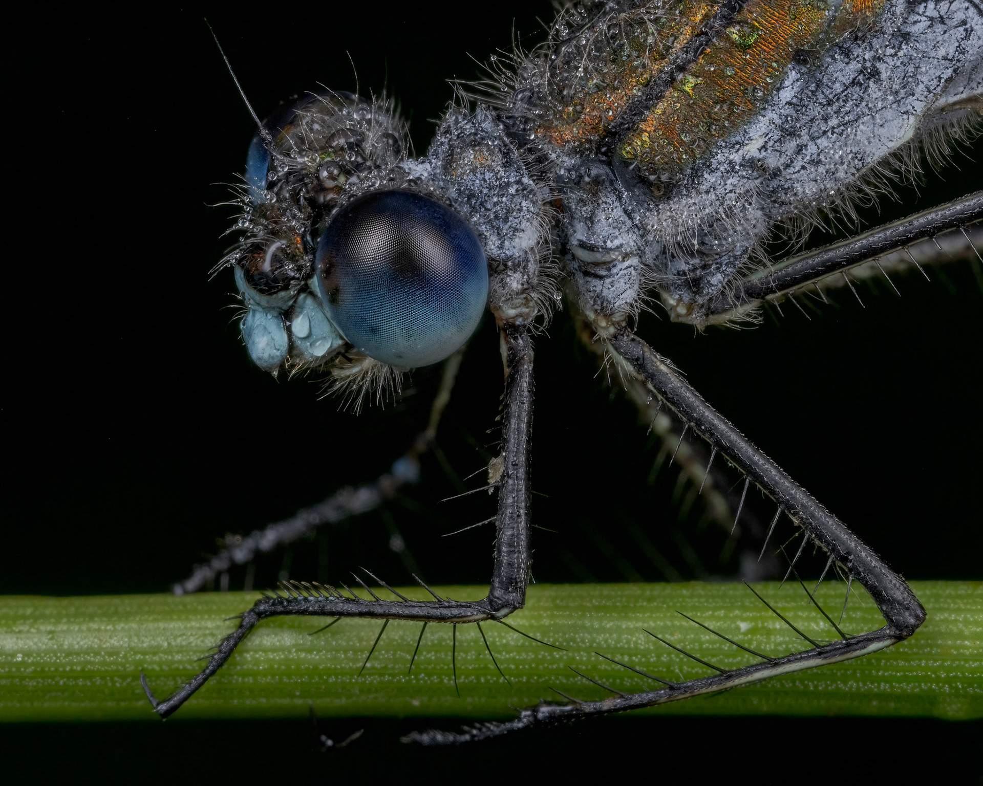 Emerald Damselfly (Lestes sponsa)