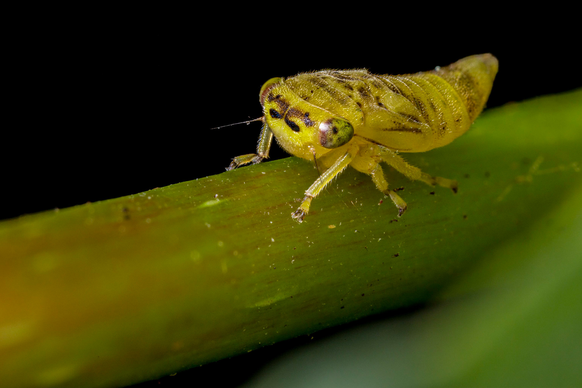 Uknown Leafhopper Nymph (Cicadellidae)