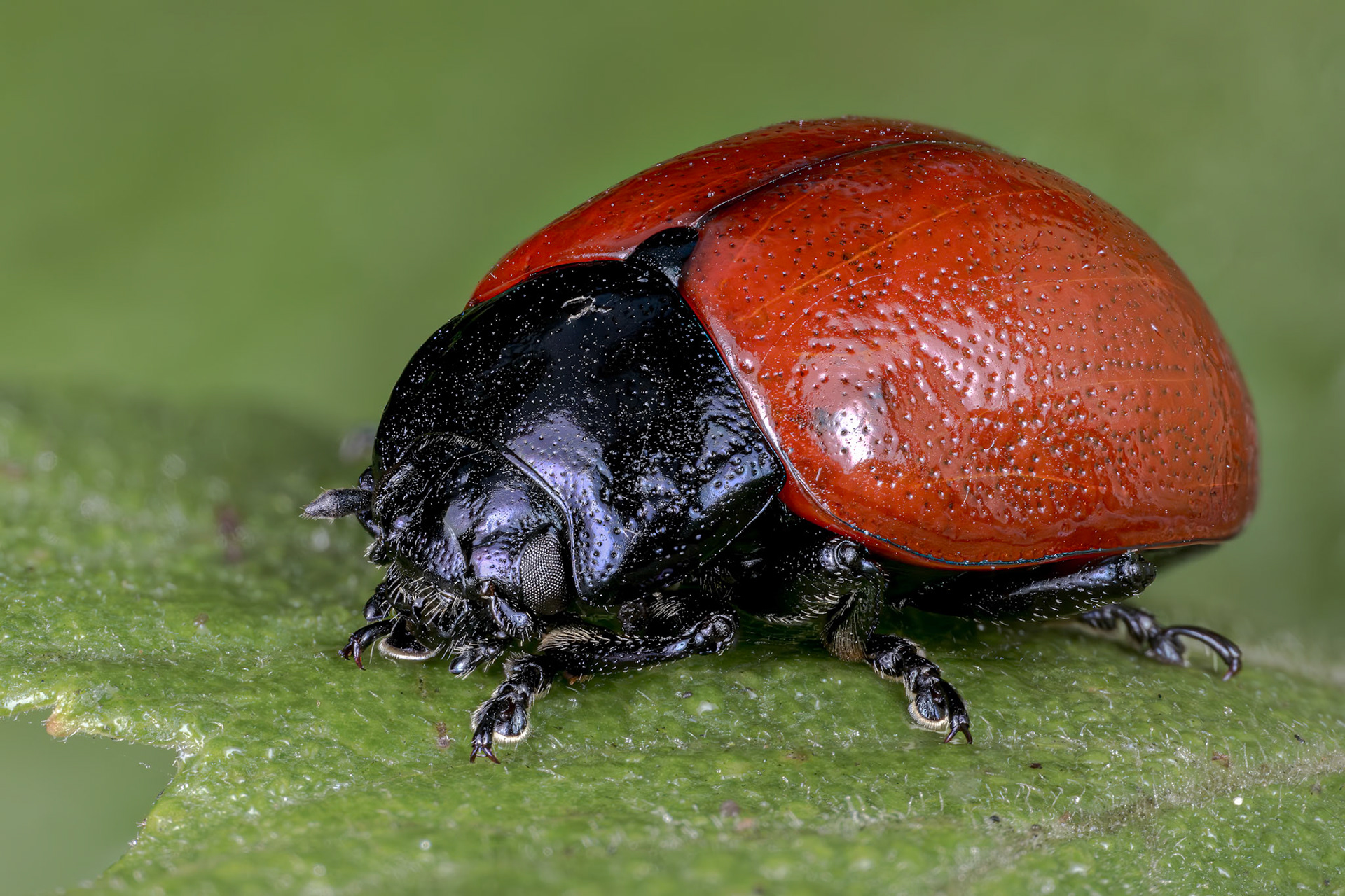 Leaf Beetle (Chrysomela tremulae)