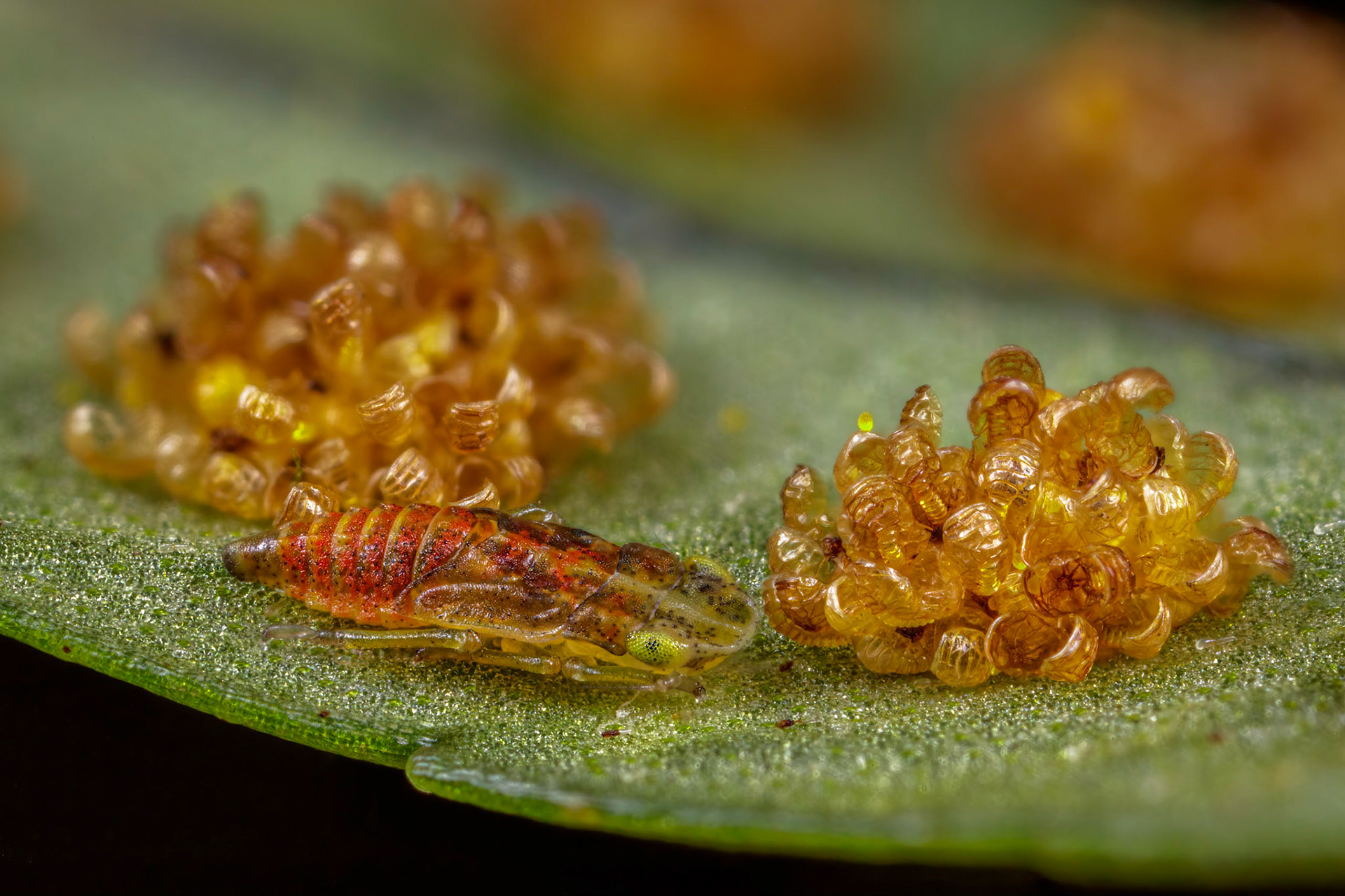 Uknown Leafhopper Nymph (Cicadellidae)