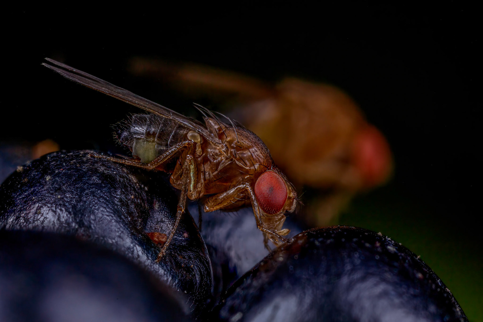 Fruit Fly (Tephritidae)