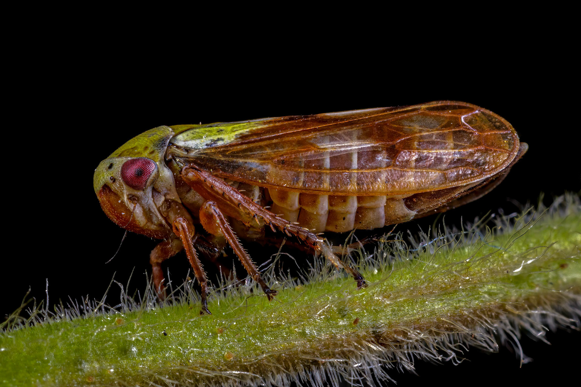Leafhopper (Oncopsis tristis)