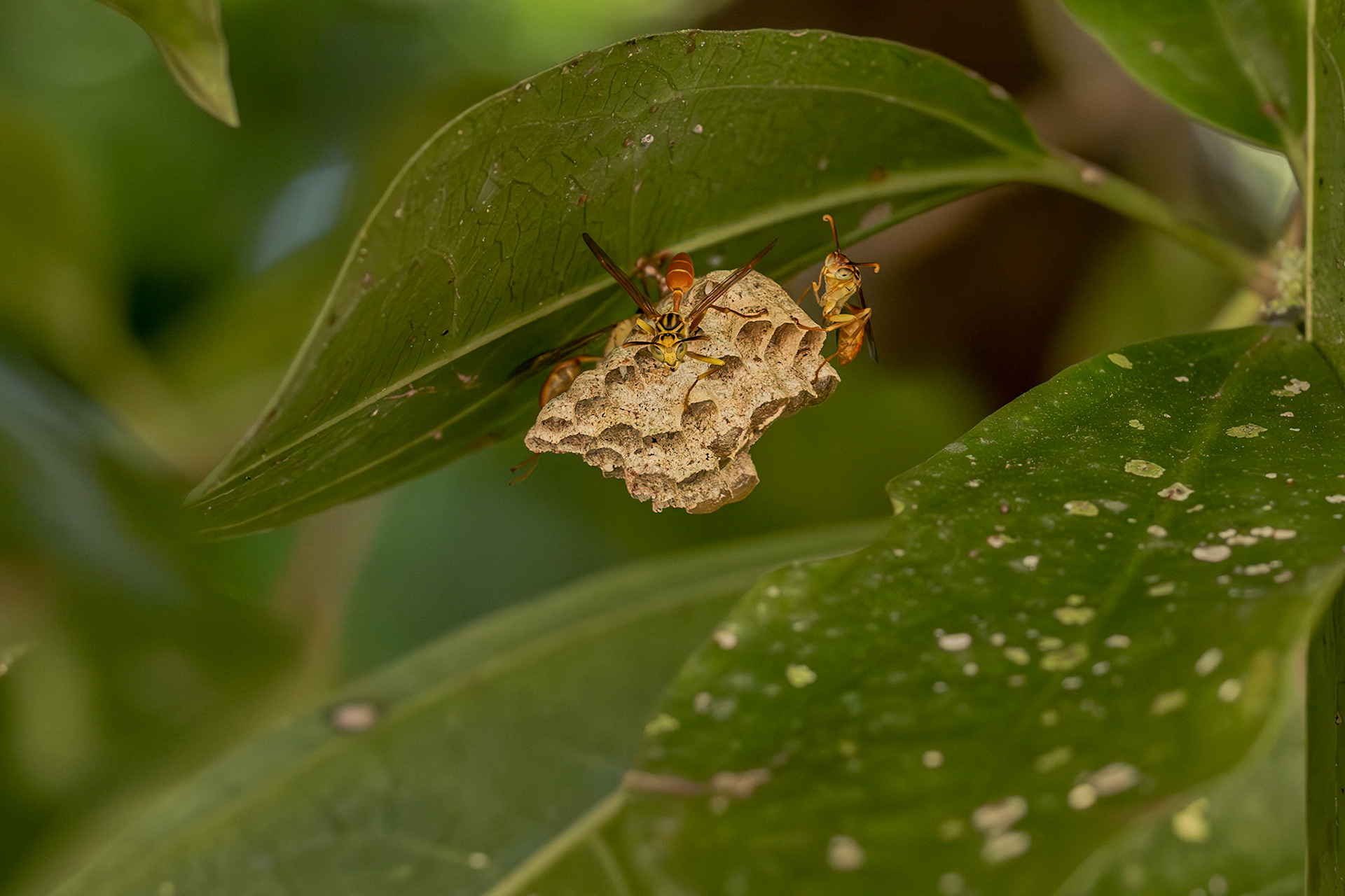 Paper Wasps (Polistinae)