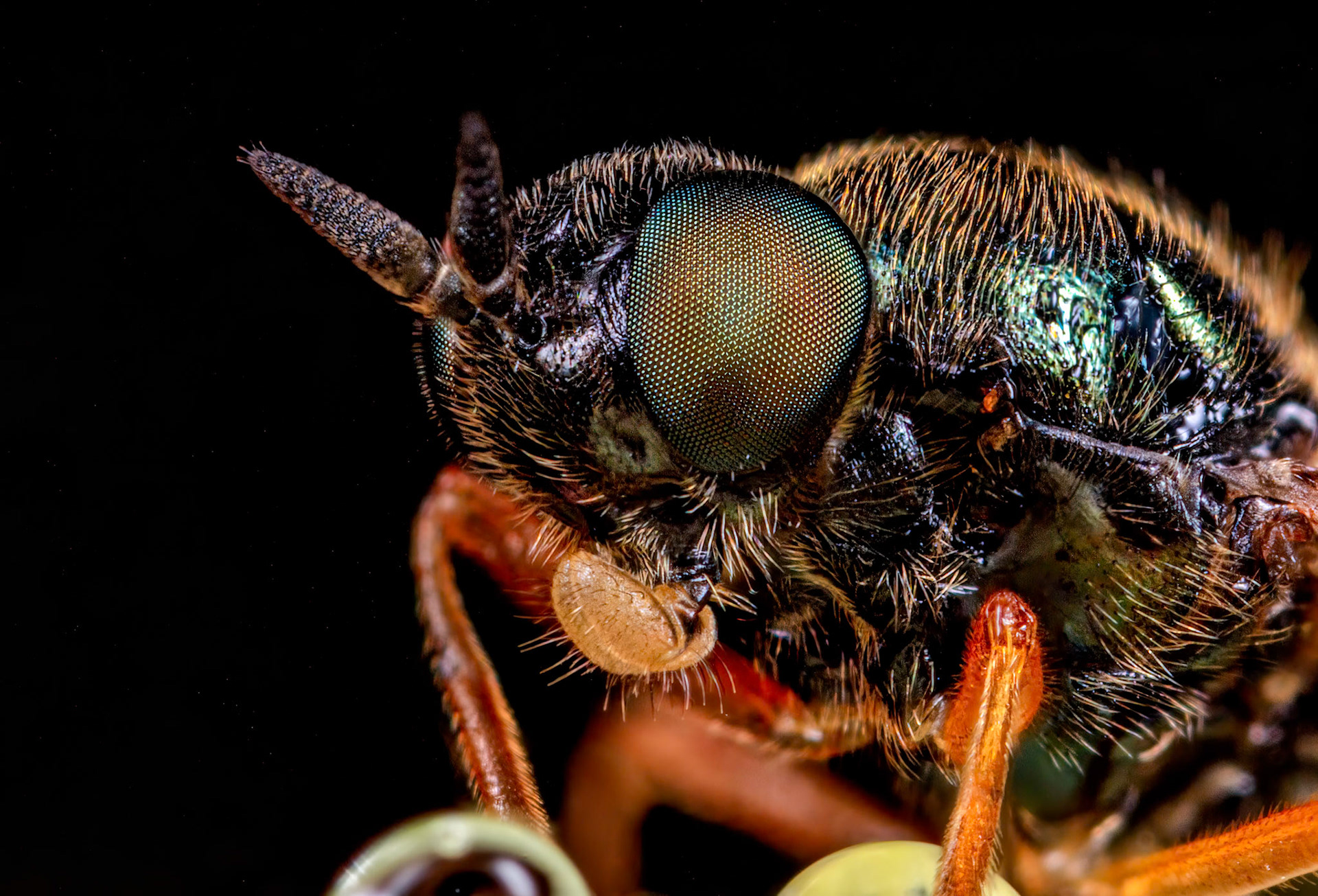 Murky-legged Black Legionnaire (Beris chalybata)