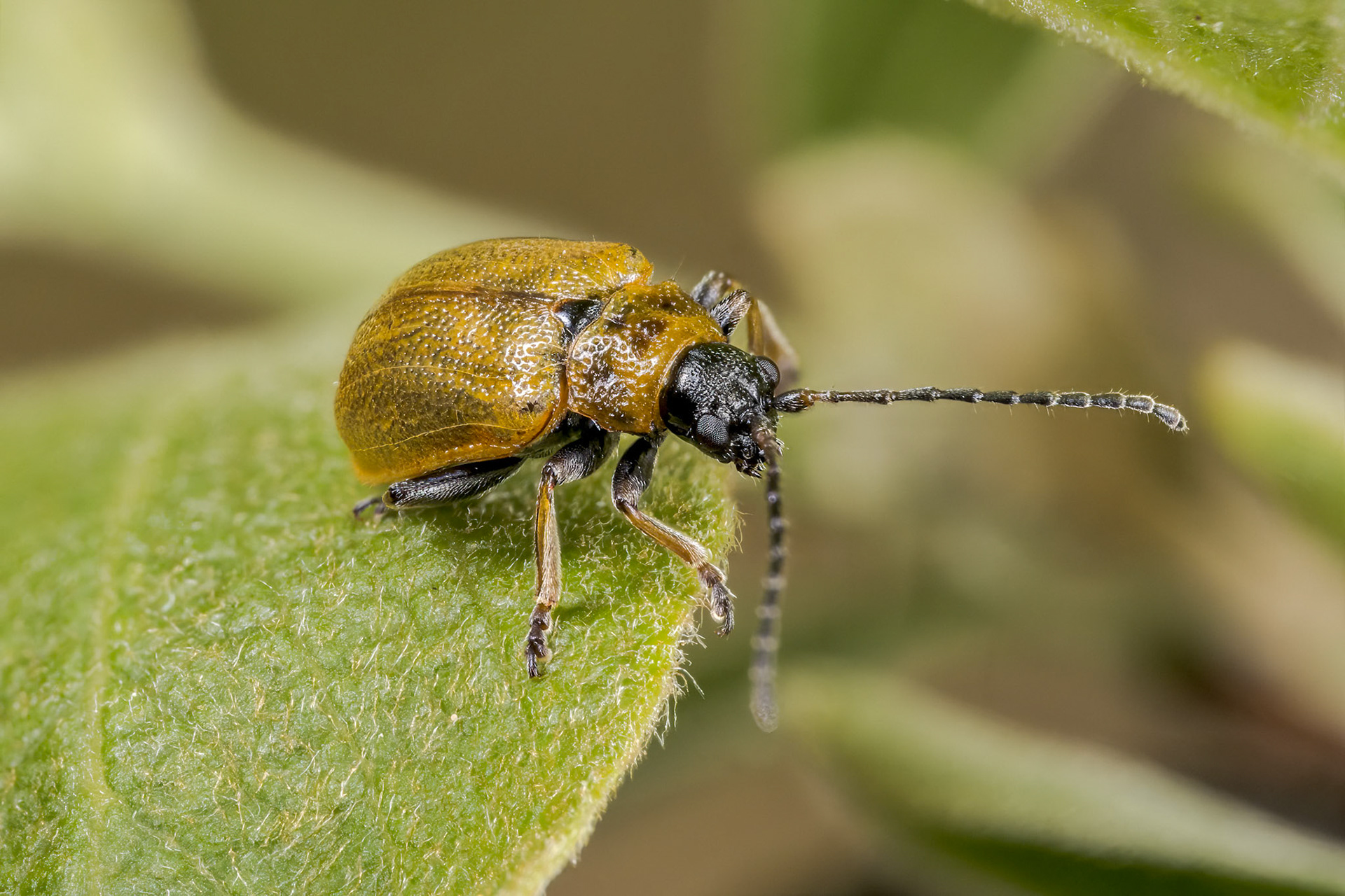 Willow Leaf Beetle (Lochmaea caprea )