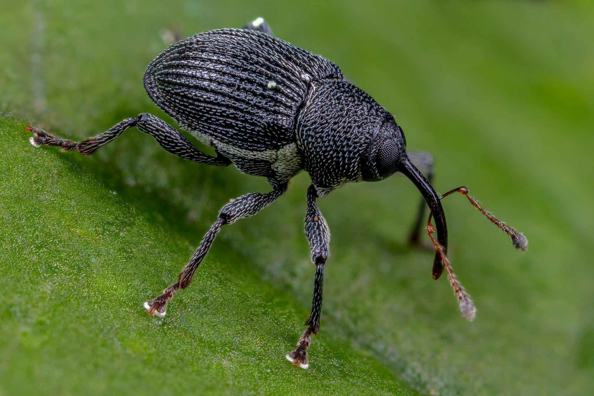 Typical Weevil - Archarius Pyrrhoceras - Female