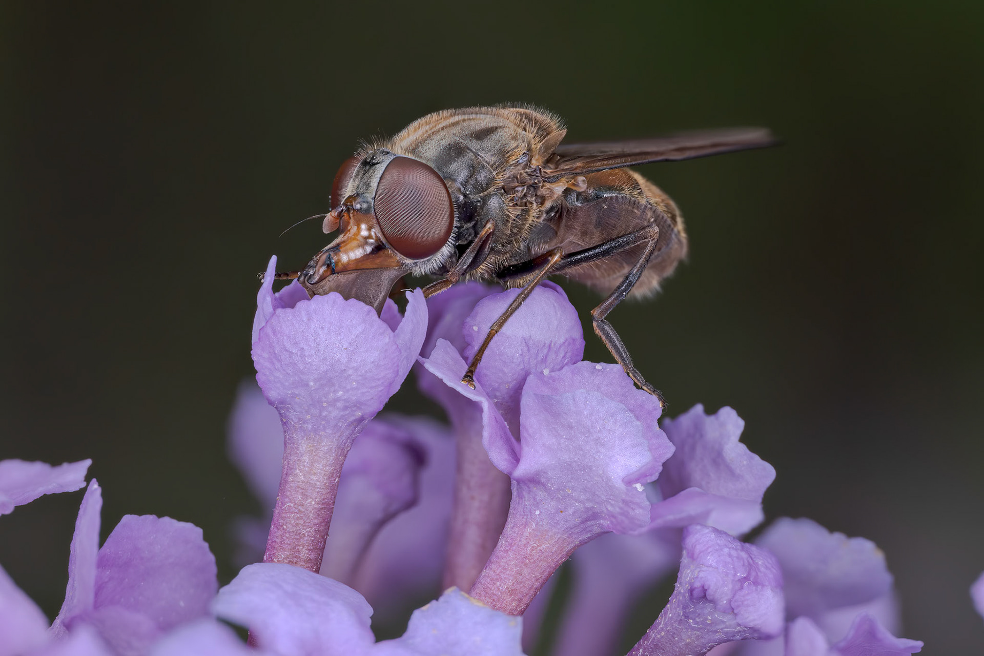 Heineken fly (Rhingia campestris)