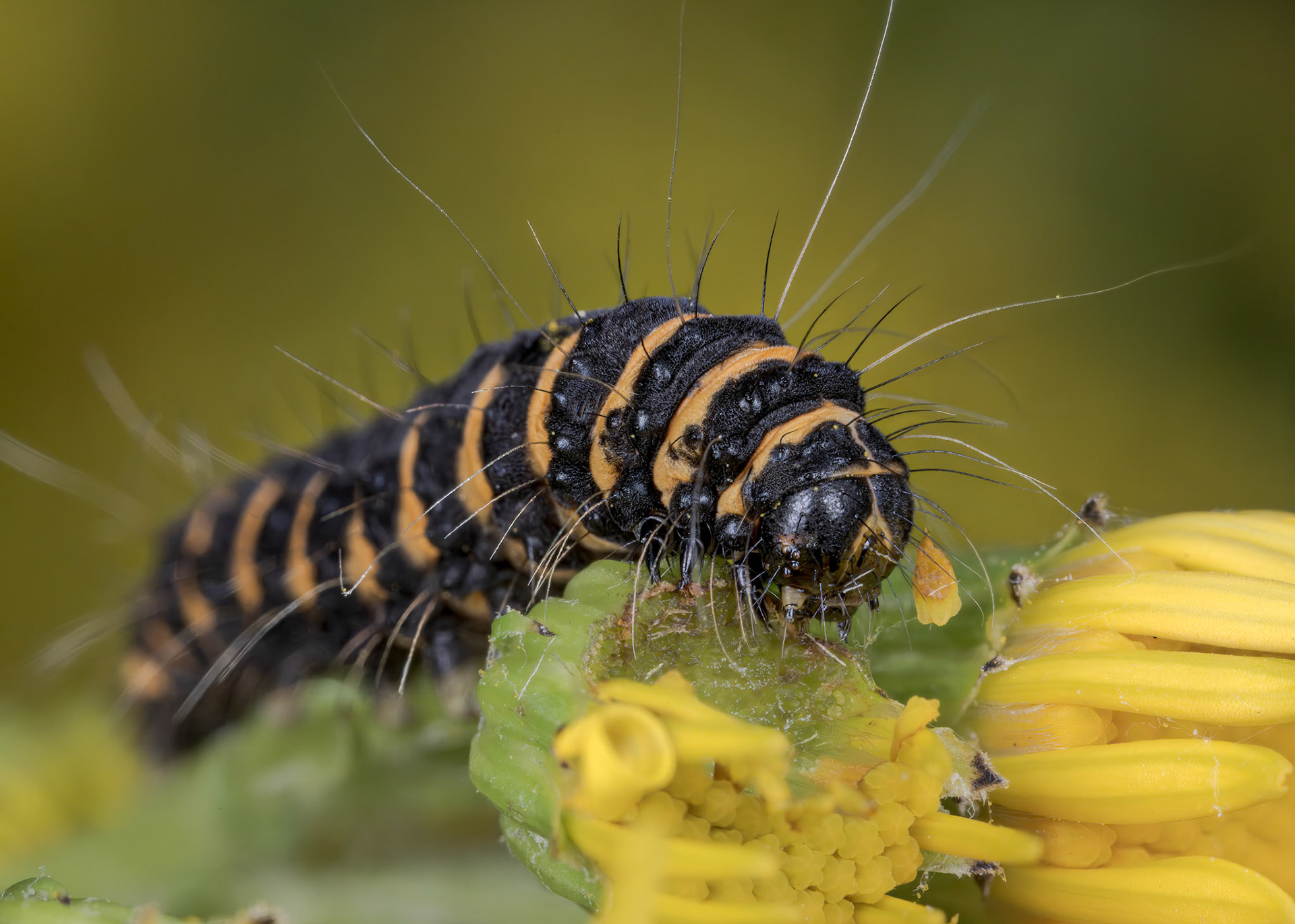 Cinnabar Moth Caterpillar (Tyria jacobaeae)