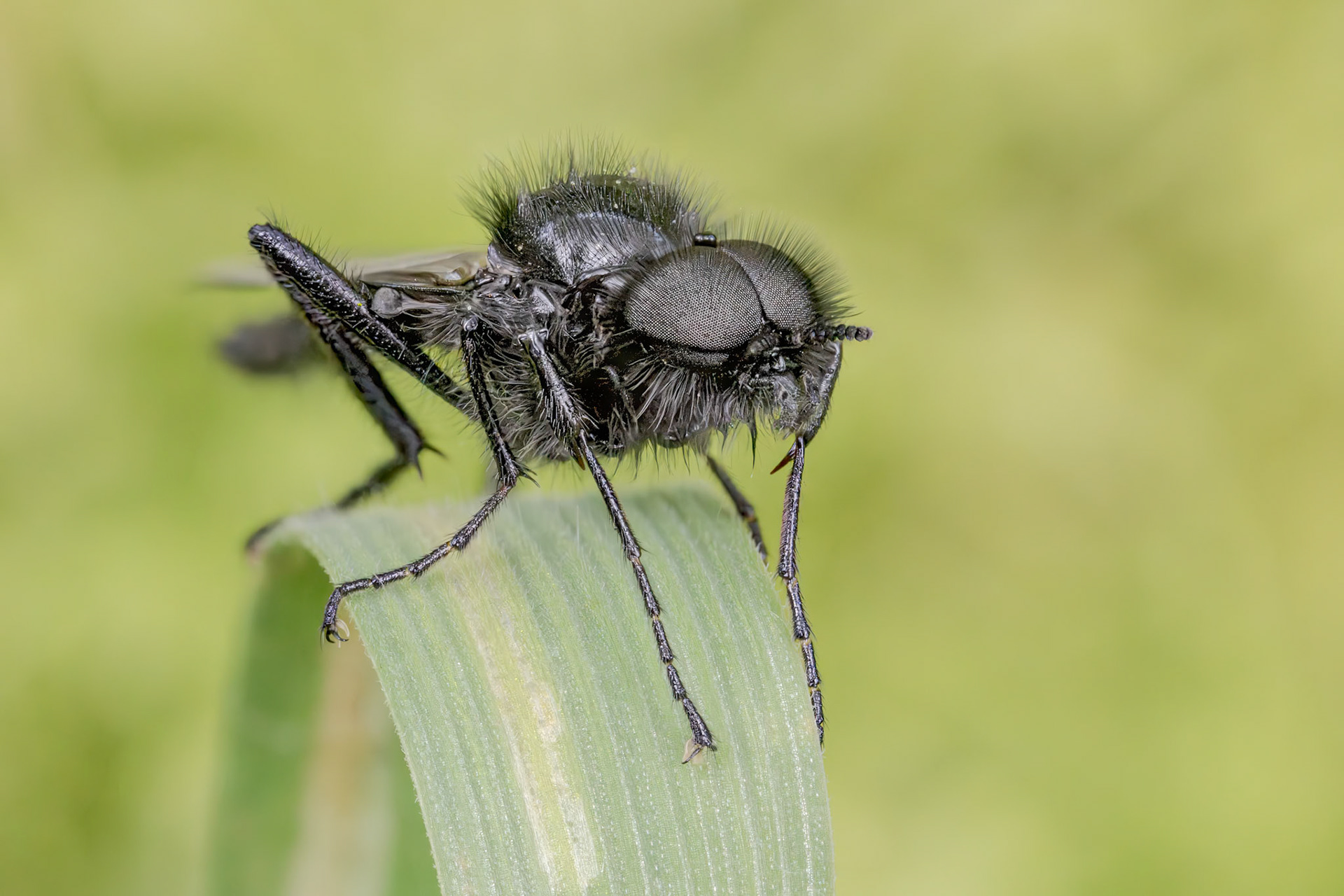 Hawthorn Fly (Bibio marci)