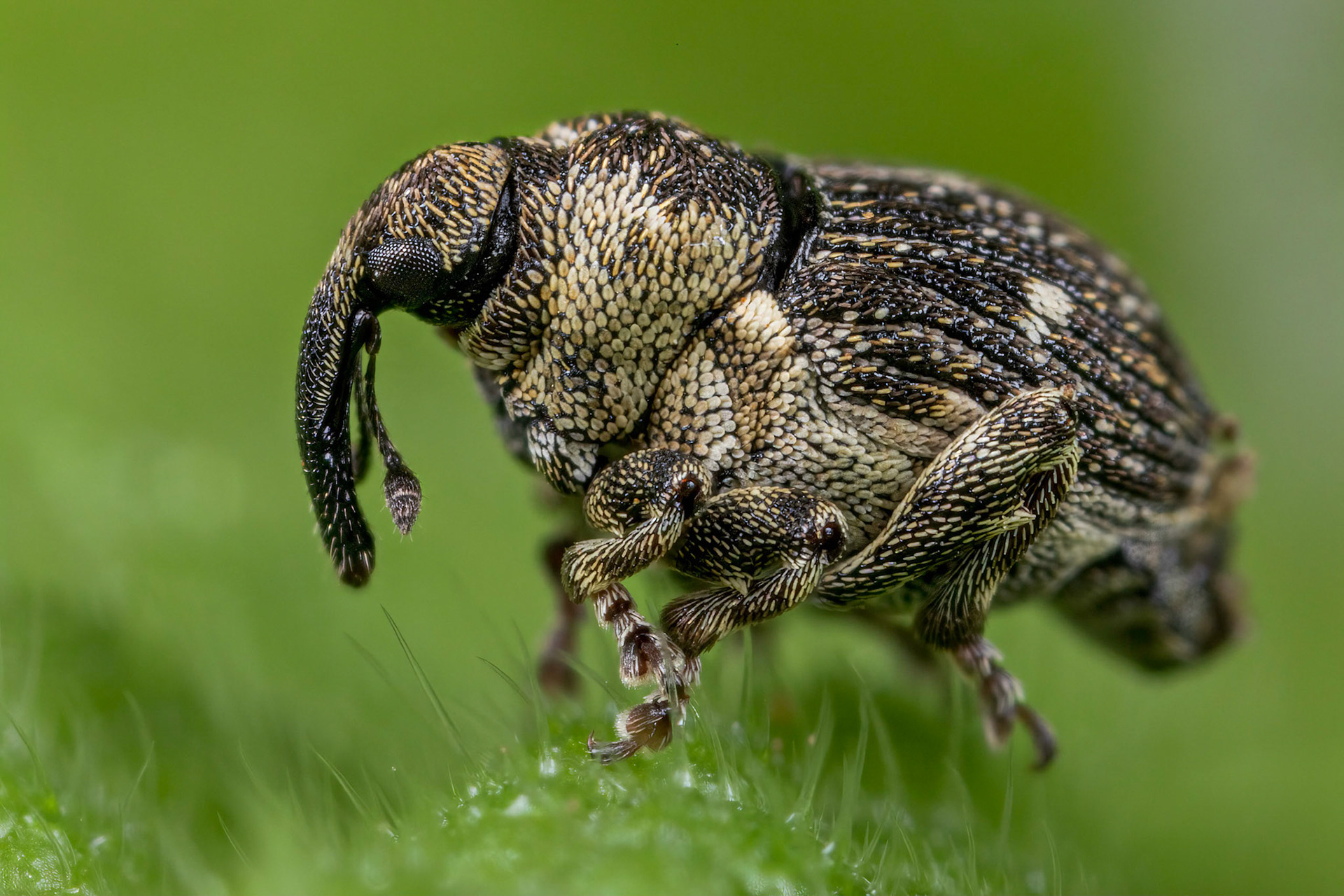 Nedyus quadrimaculatus
