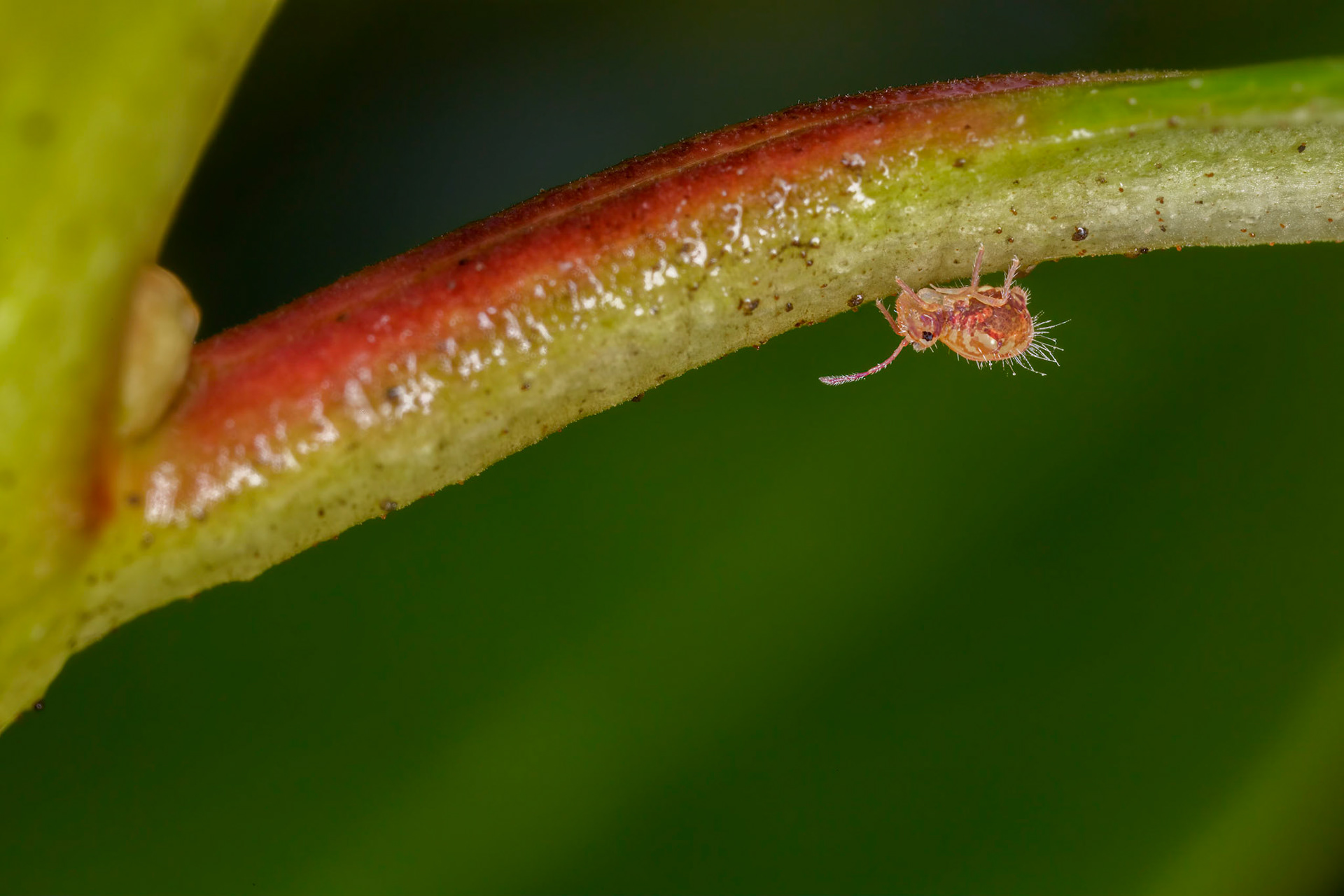 Springtail (Dicyrtomina saundersi)