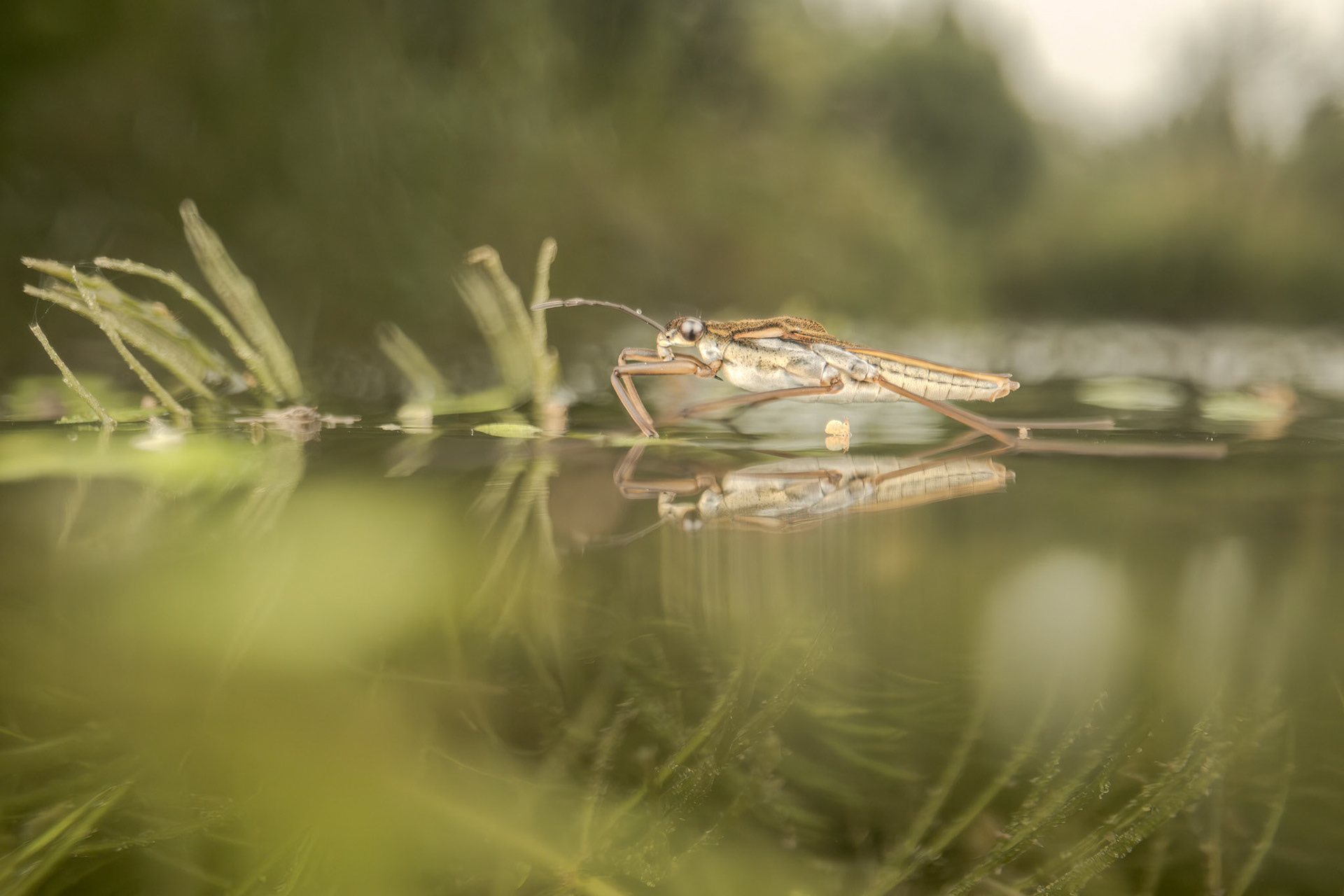 Eurasian Common Pond Skater (Gerris lacustris)