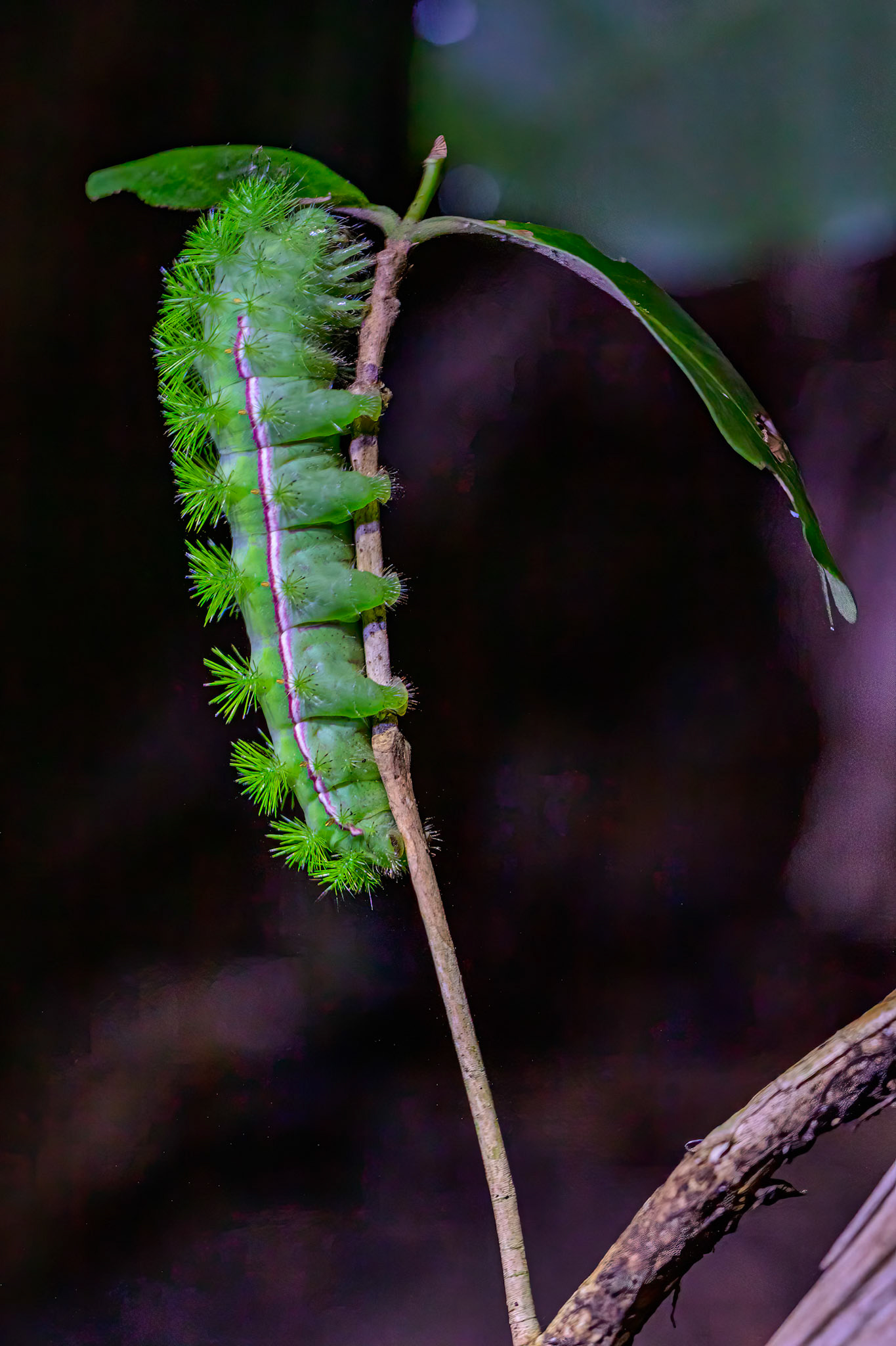 Io moth (Automeris io) caterpillar