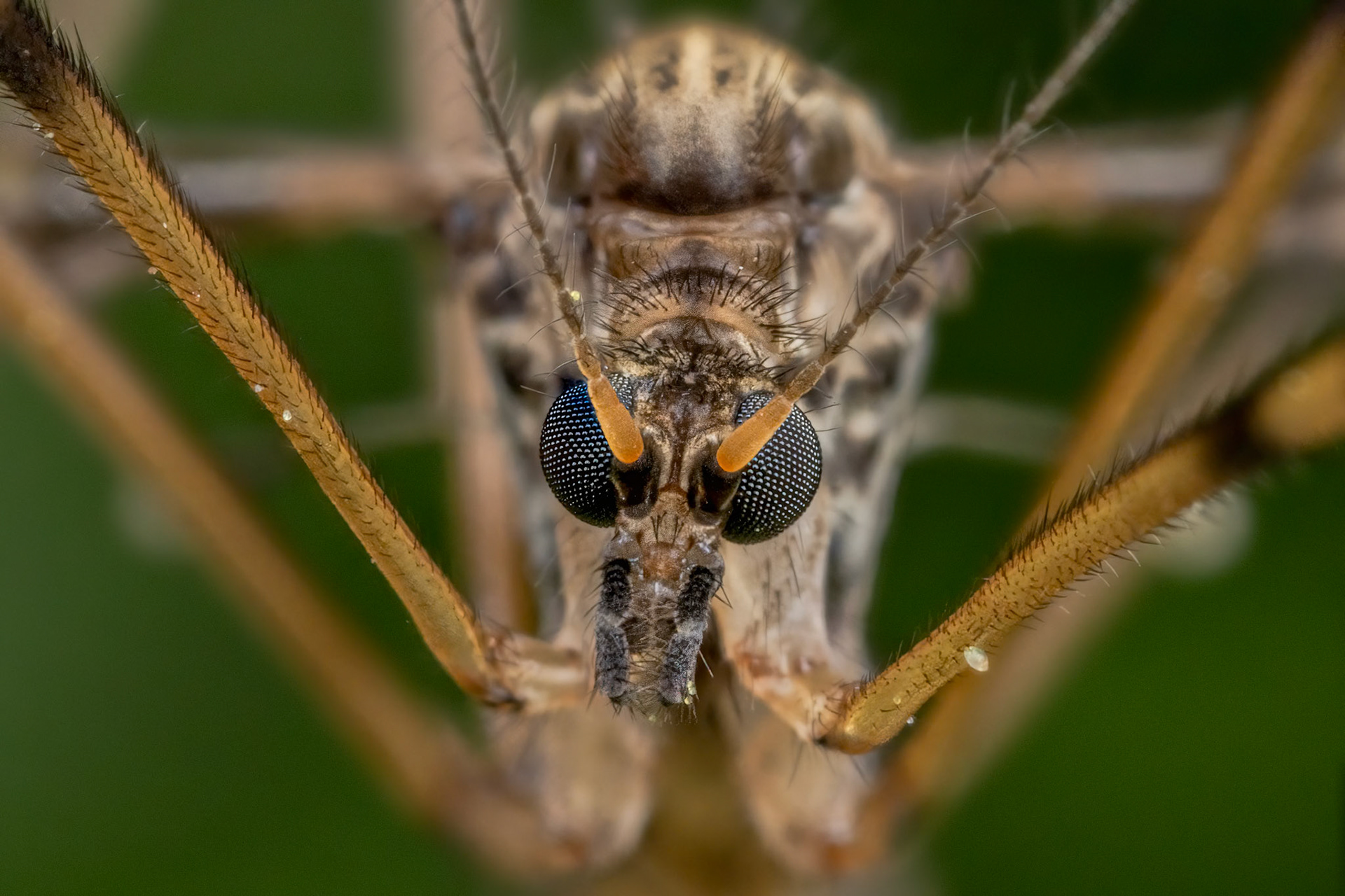 Mosquito (Culicidae)