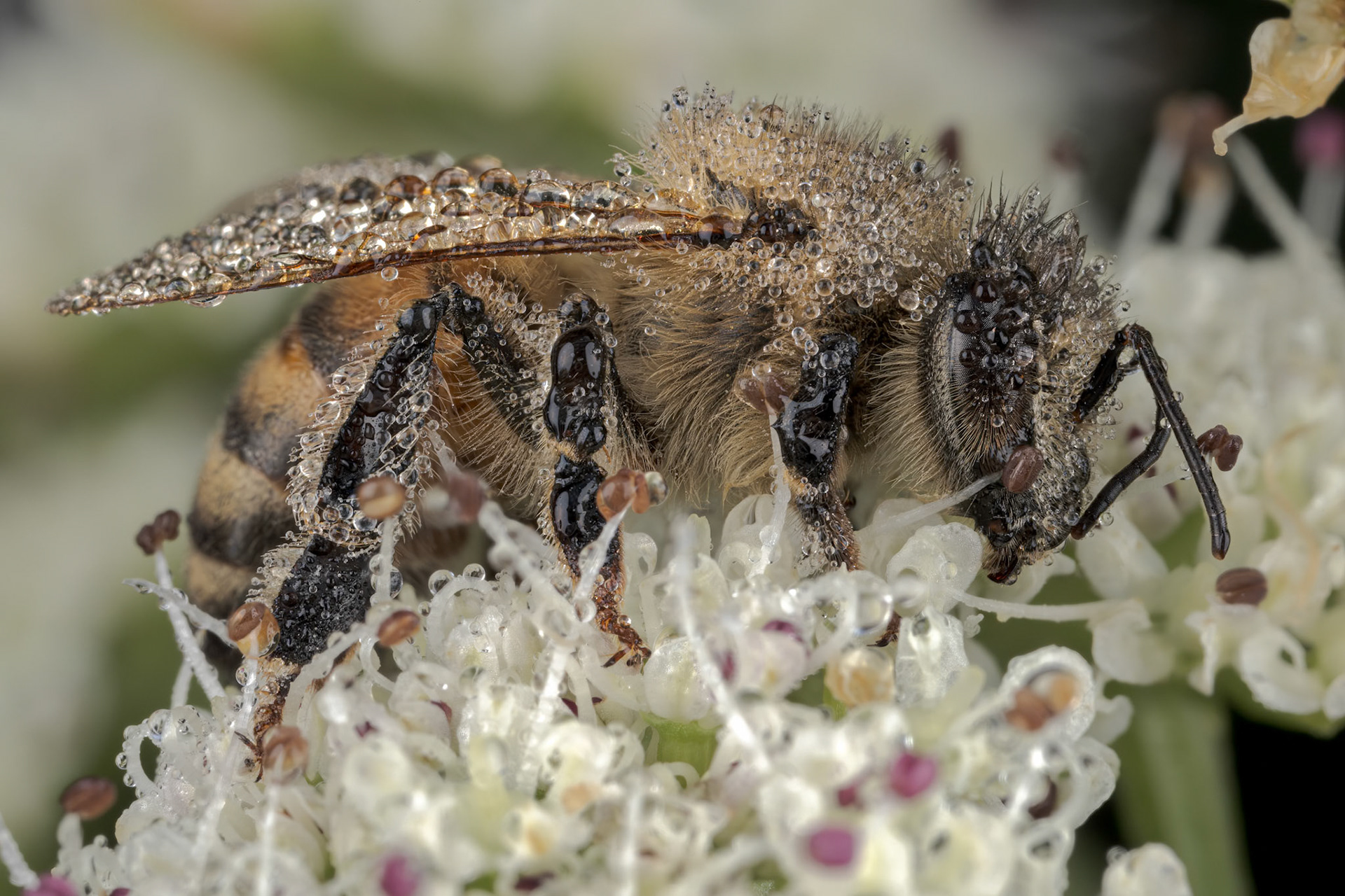 Western Honey Bee (Apis mellifera)