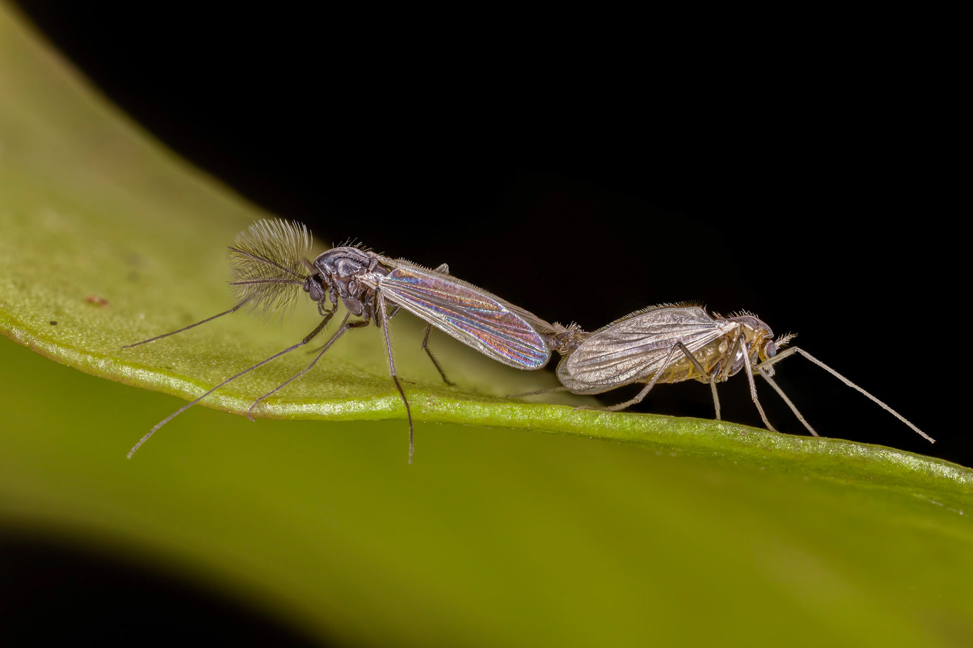 Mating Mosquitoes (Culicidae)