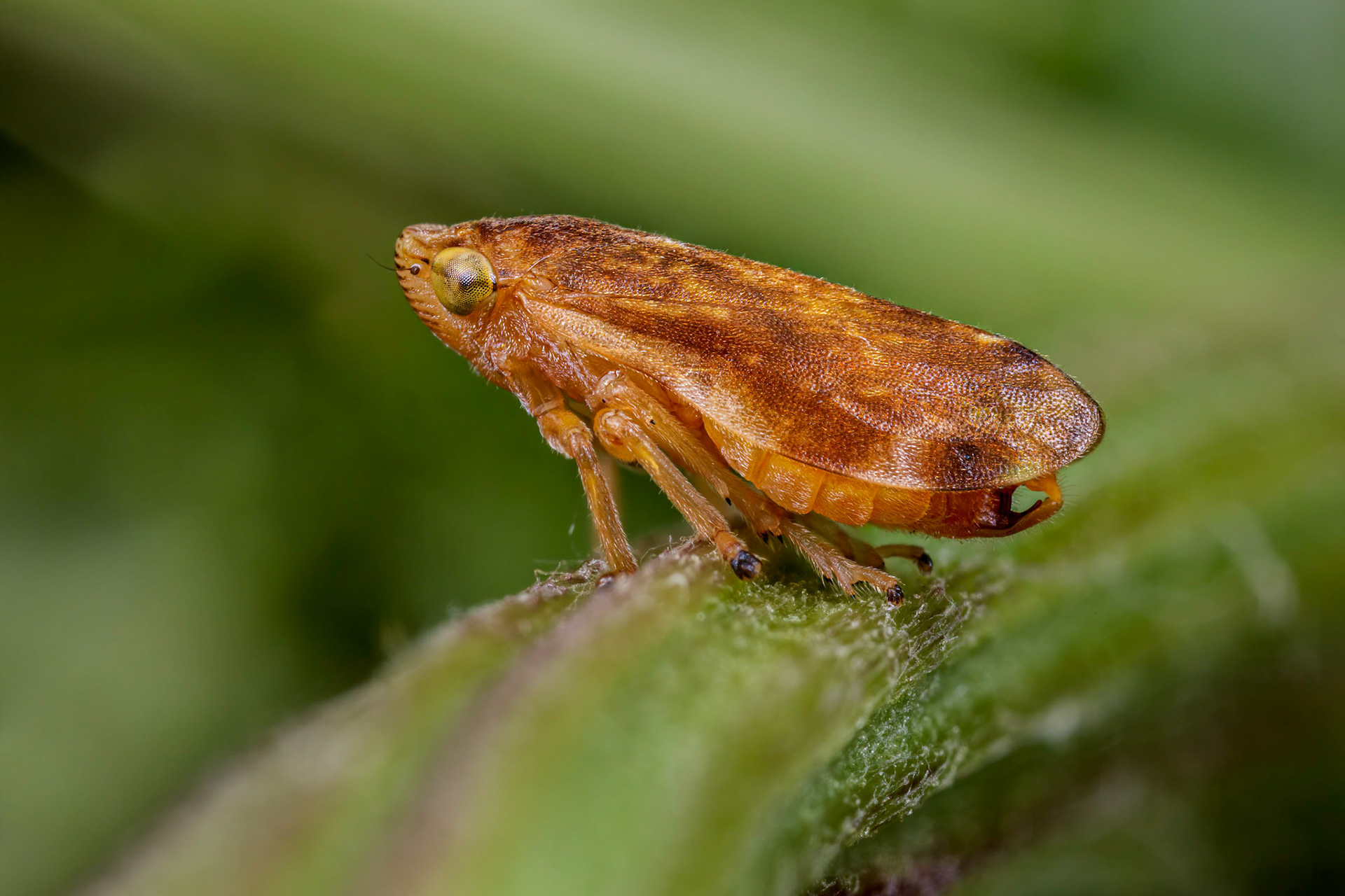 Common Froghopper (Philaenus spumarius)