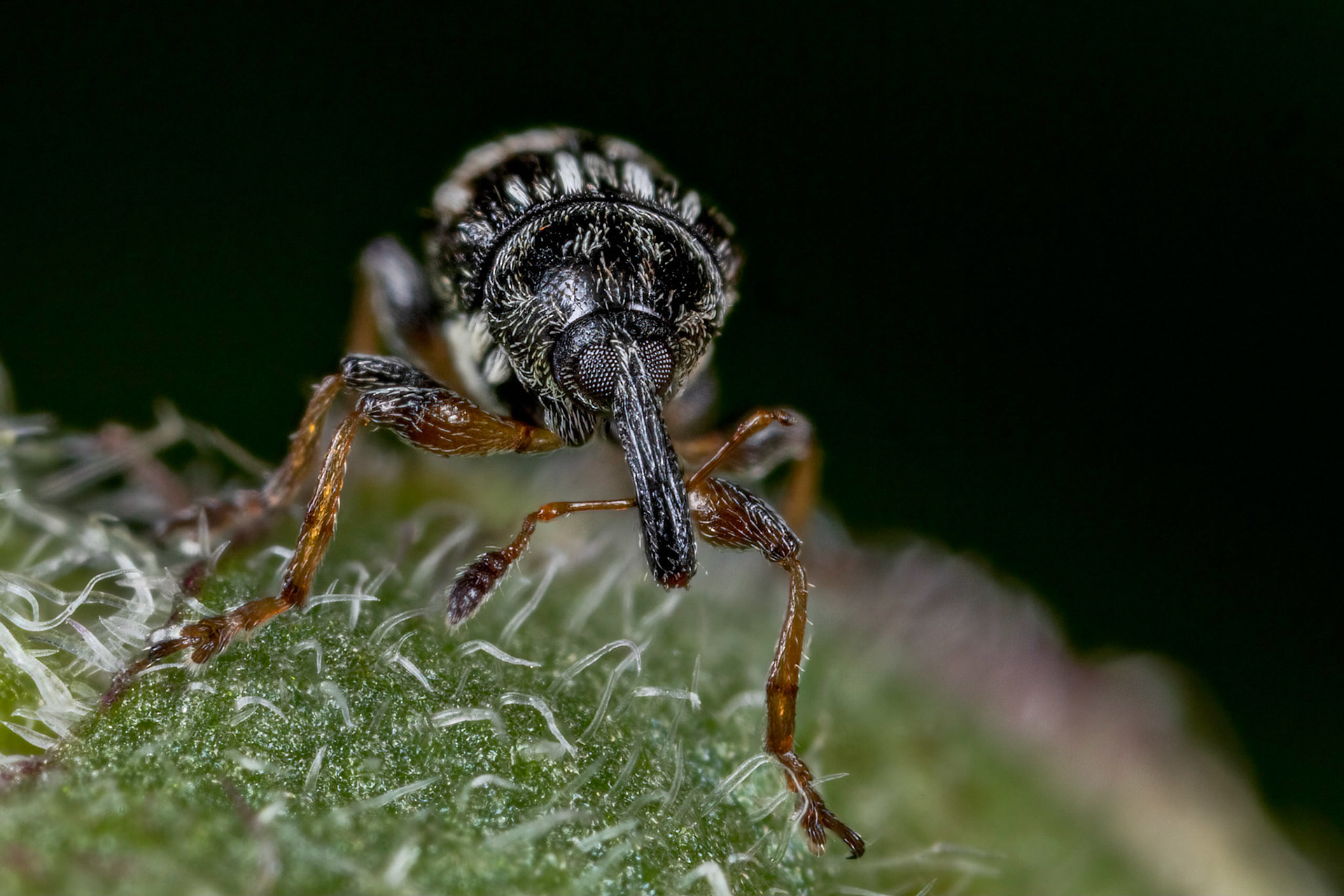 Nanophyes marmoratus