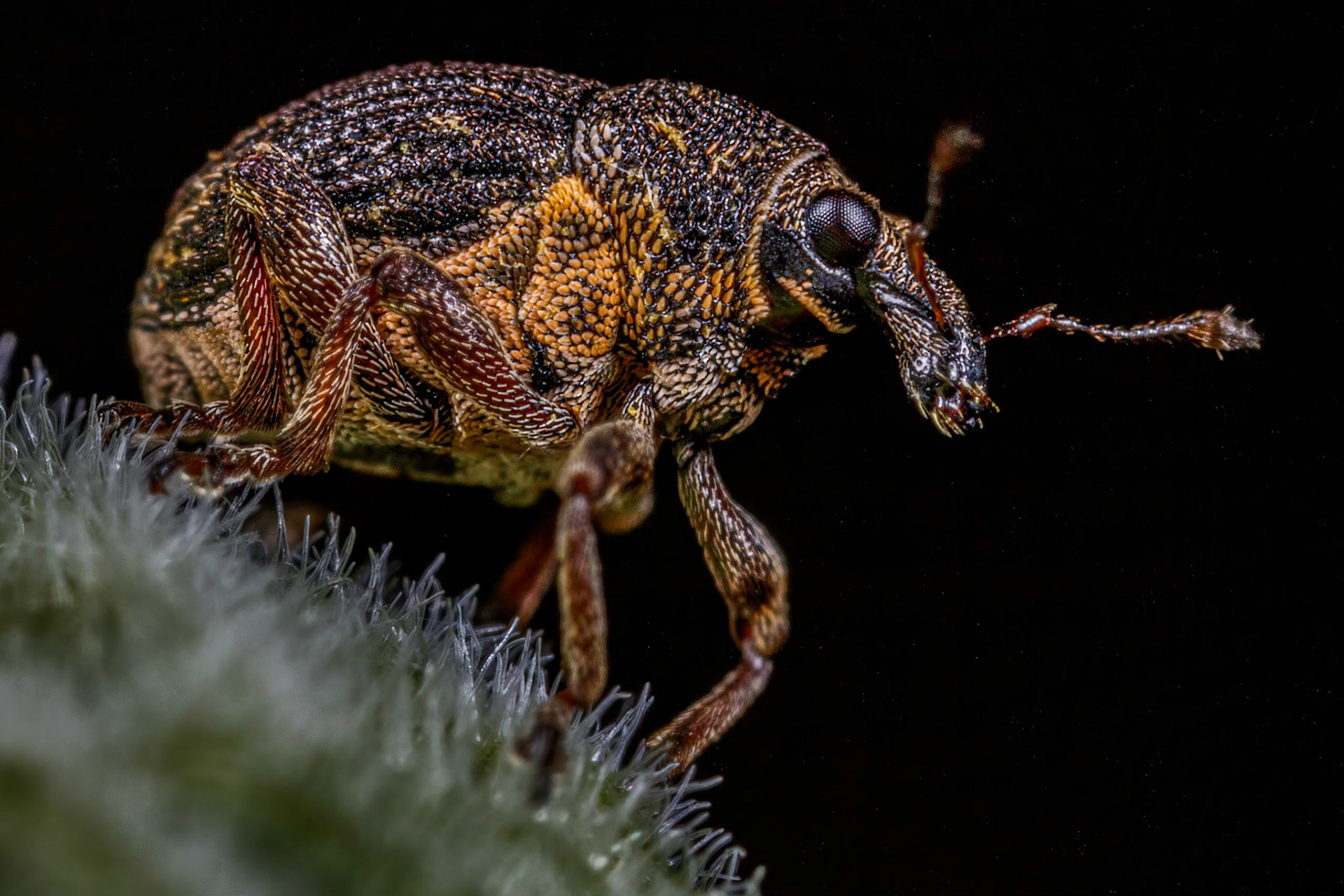 Rhinoncus pericarpius