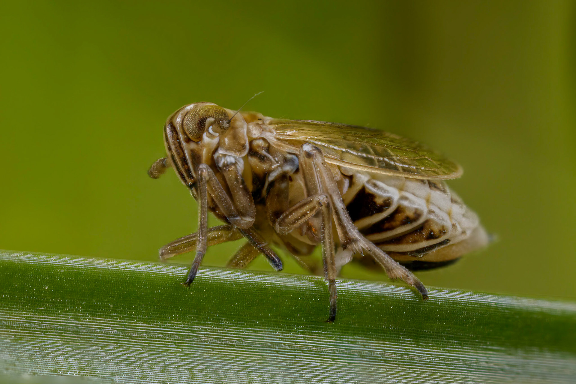 Planthopper (Javesella pellucida) (Possibly)