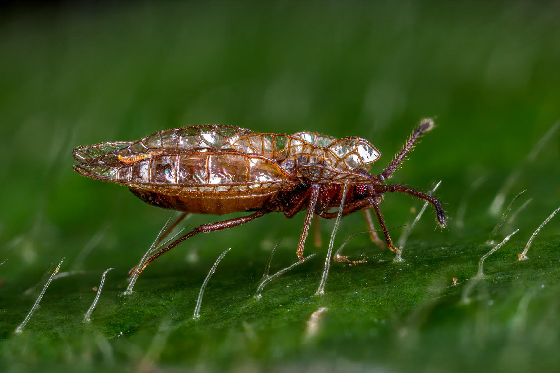 Lacebug (Derephysia foliacea)