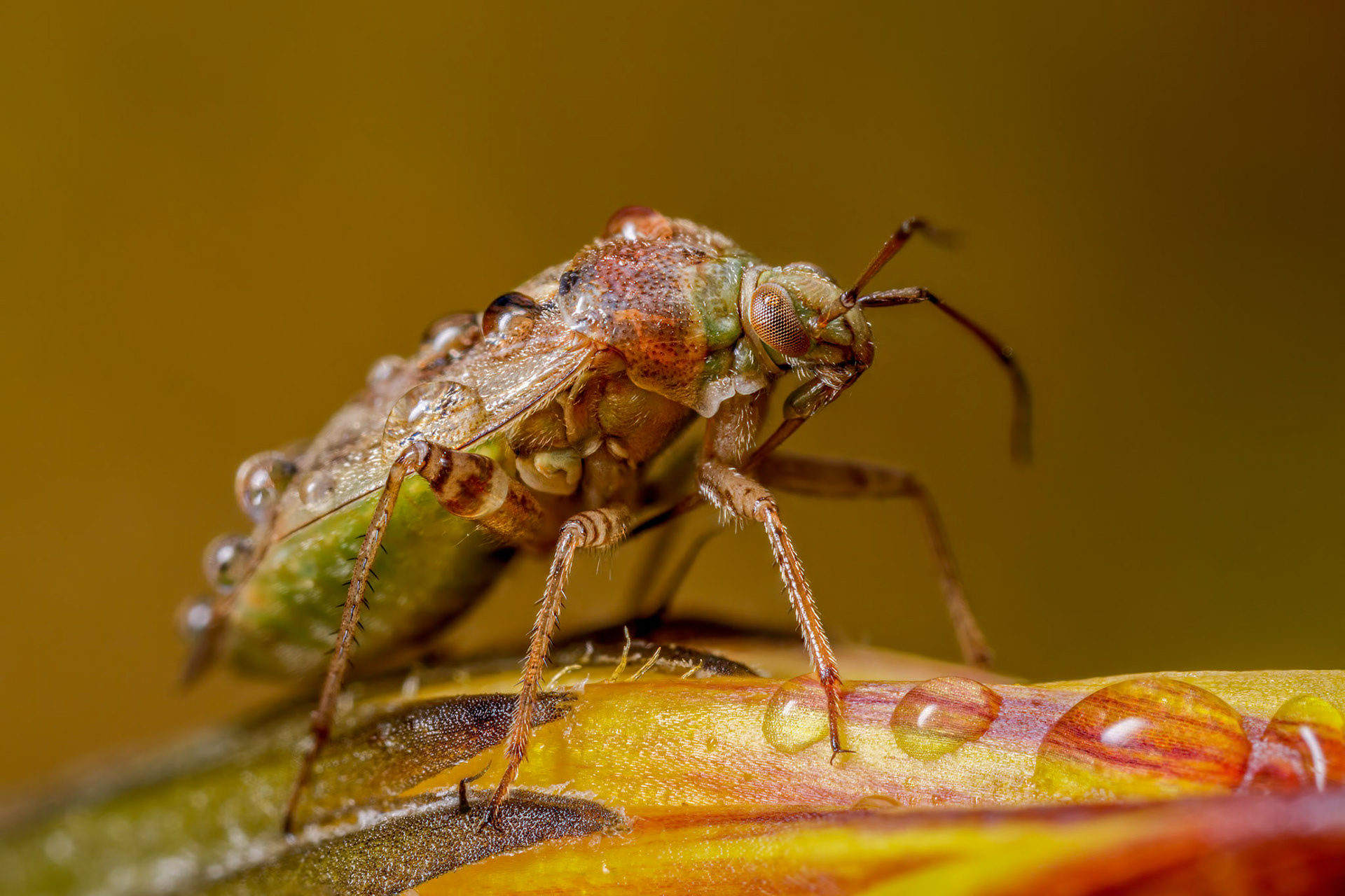 Tarnished Plant Bug (Lygus rugulipennis)