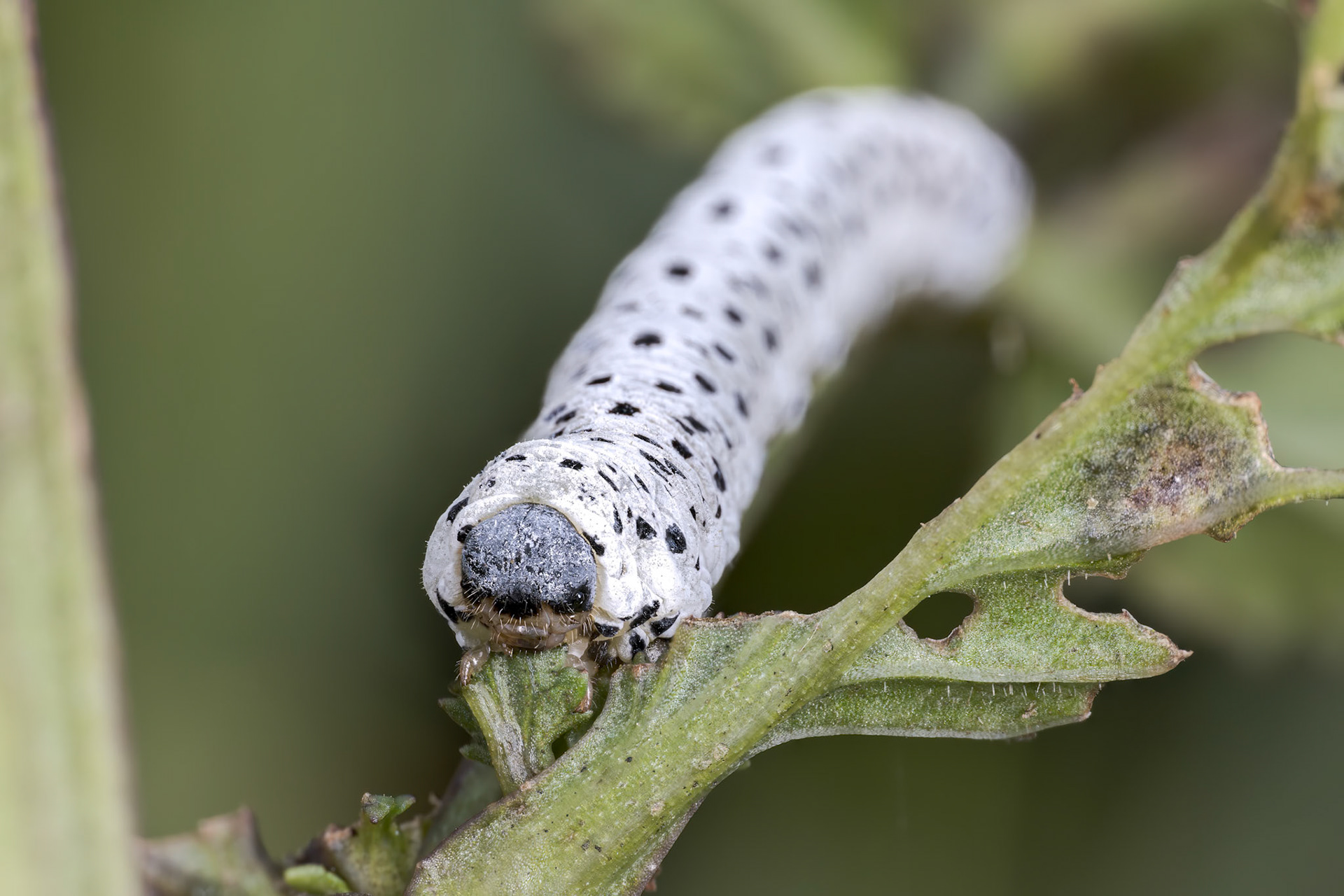 Figwort Sawfly Larva (Tenthredo scrophulariae)