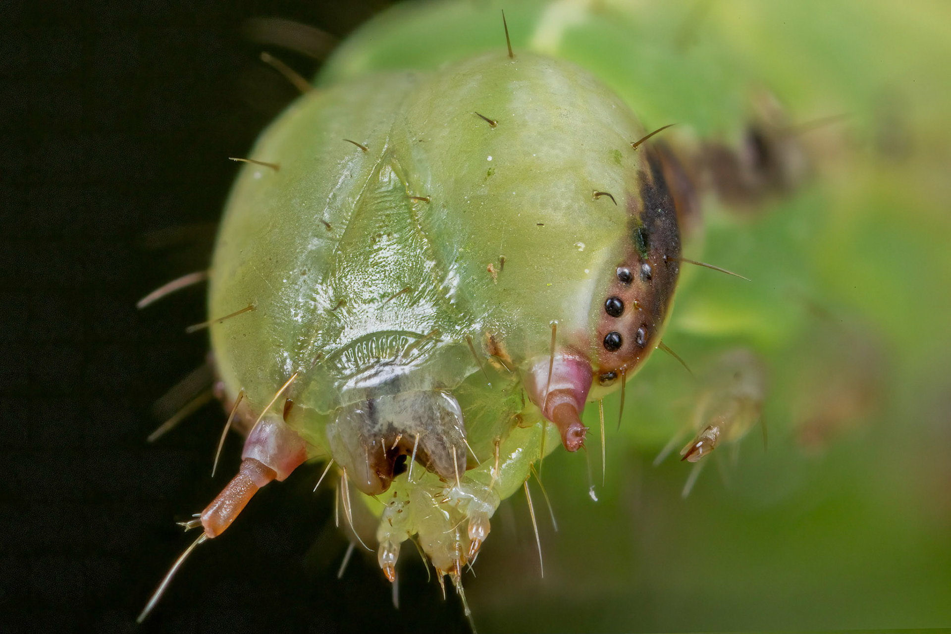 Common Wave (Cabera exanthemata) caterpillar