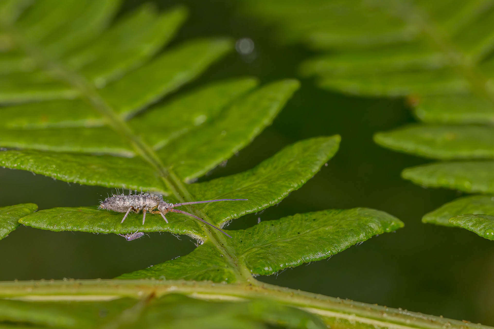 Springtail (Tomoceridae & Lepidocyrtus cyaneus)
