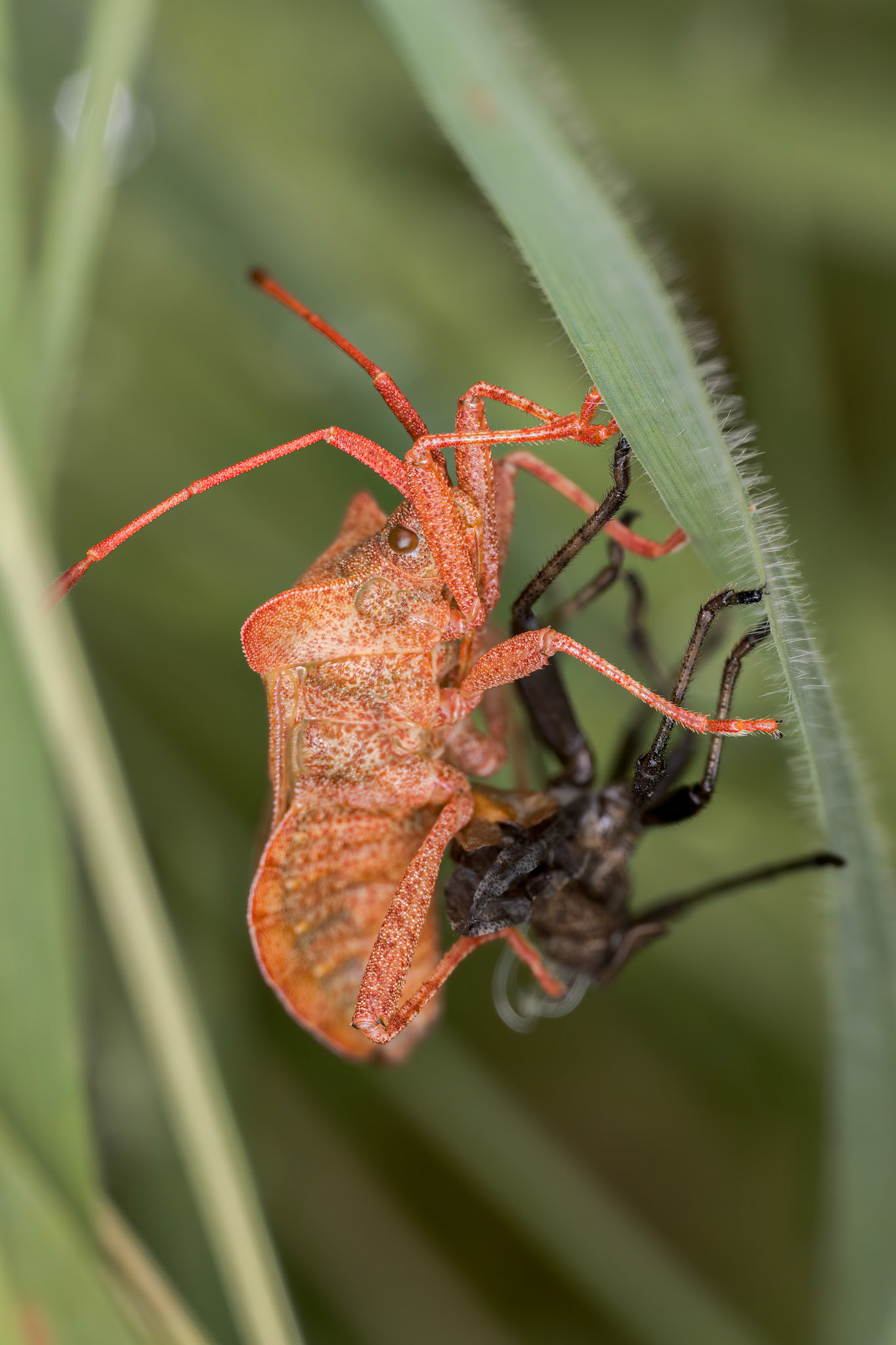 Dock Bug (Coreus marginatus)