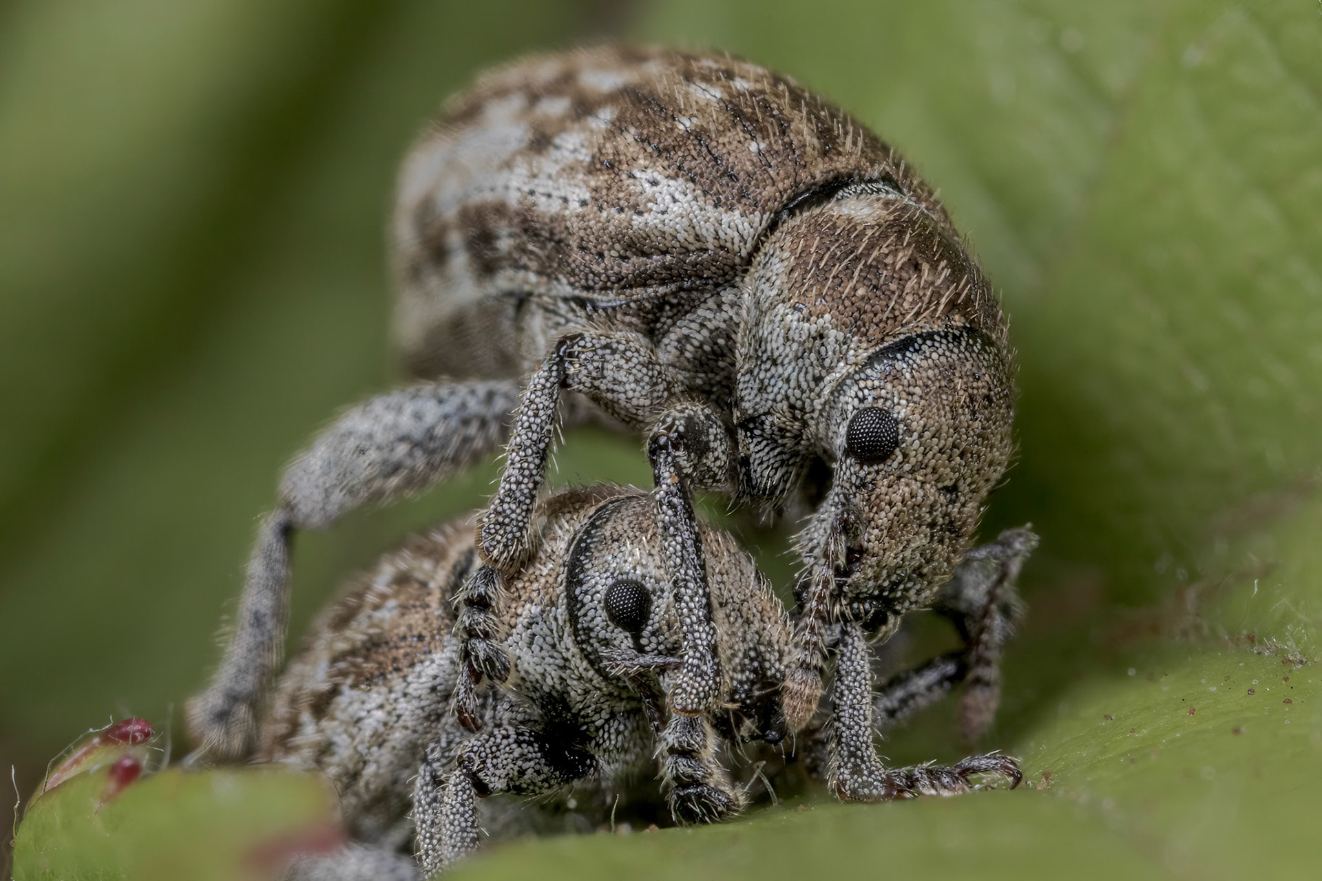 Marram Weevil (Philopedon plagiatum)