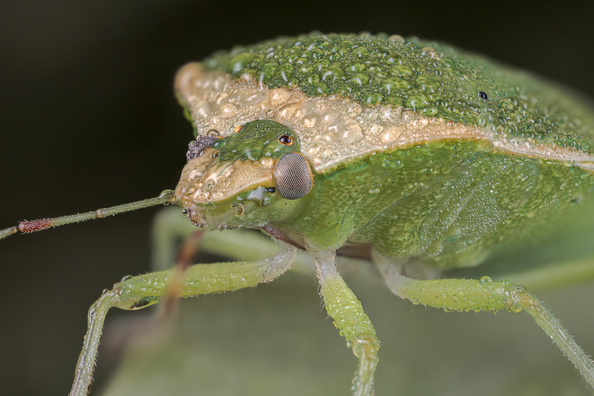 Southern Green Stink Bug (Nezara viridula)