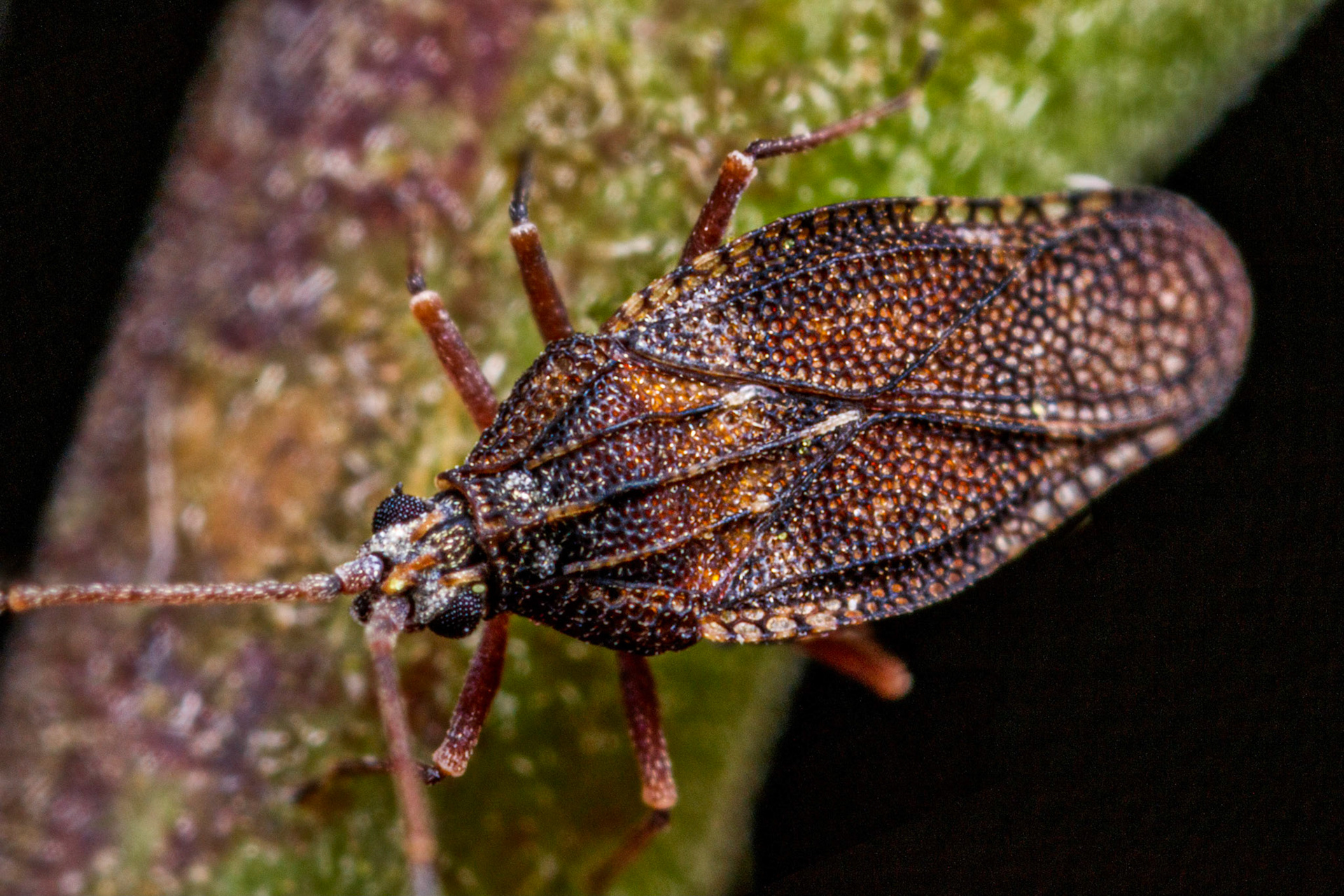 Physatocheila dumetorum