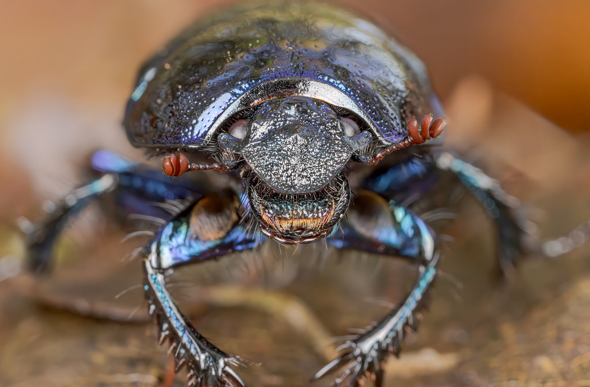 Woodland Dor Beetle (Anoplotrupes stercorosus)