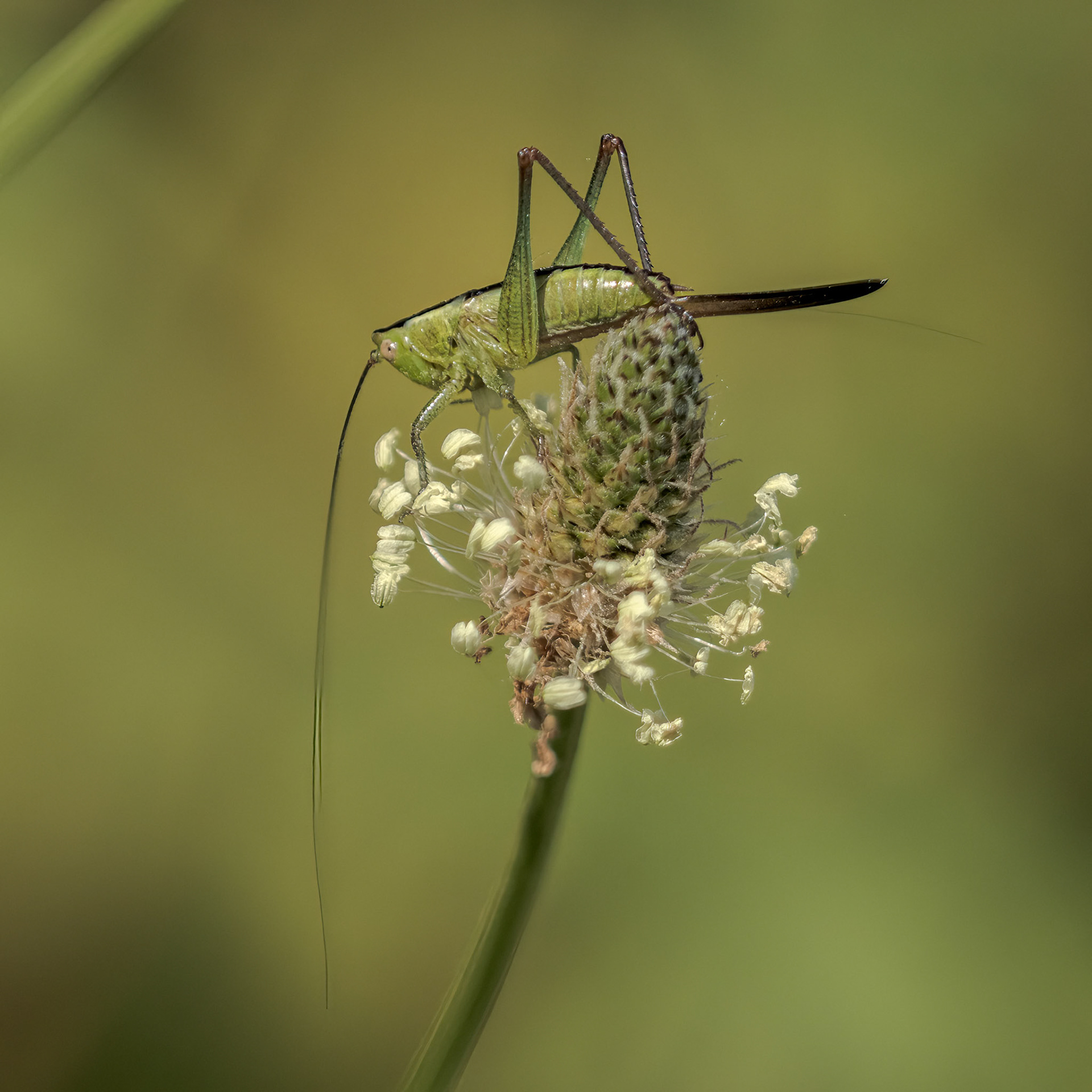 Short-winged Cone-head (Conocephalus dorsalis)