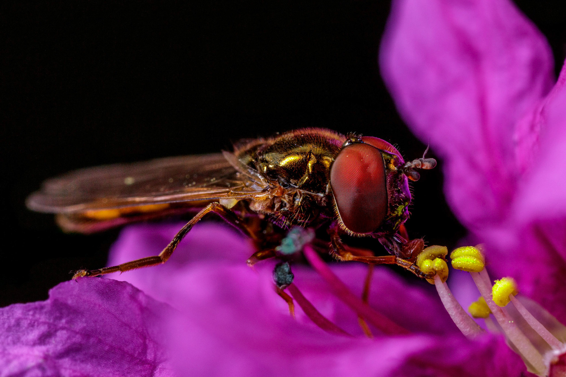 Pied Hoverfly (Scaeva pyrastri)