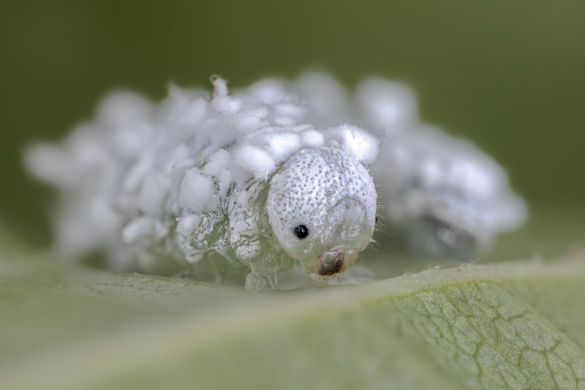 Woolly Alder Sawfly (Eriocampa ovata)