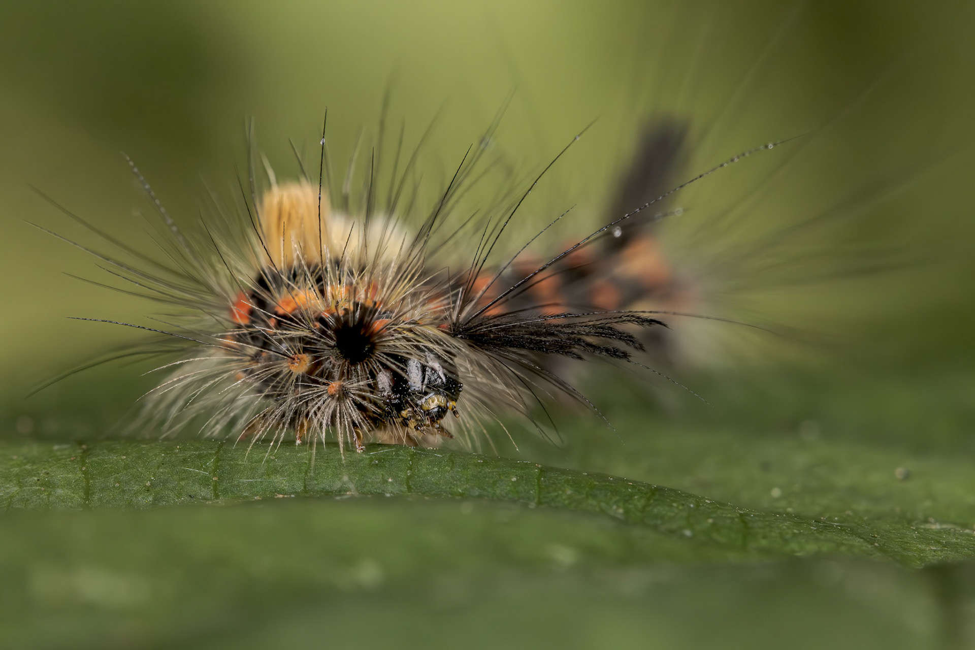 Rusty Tussock Moth (Orgyia antiqua)